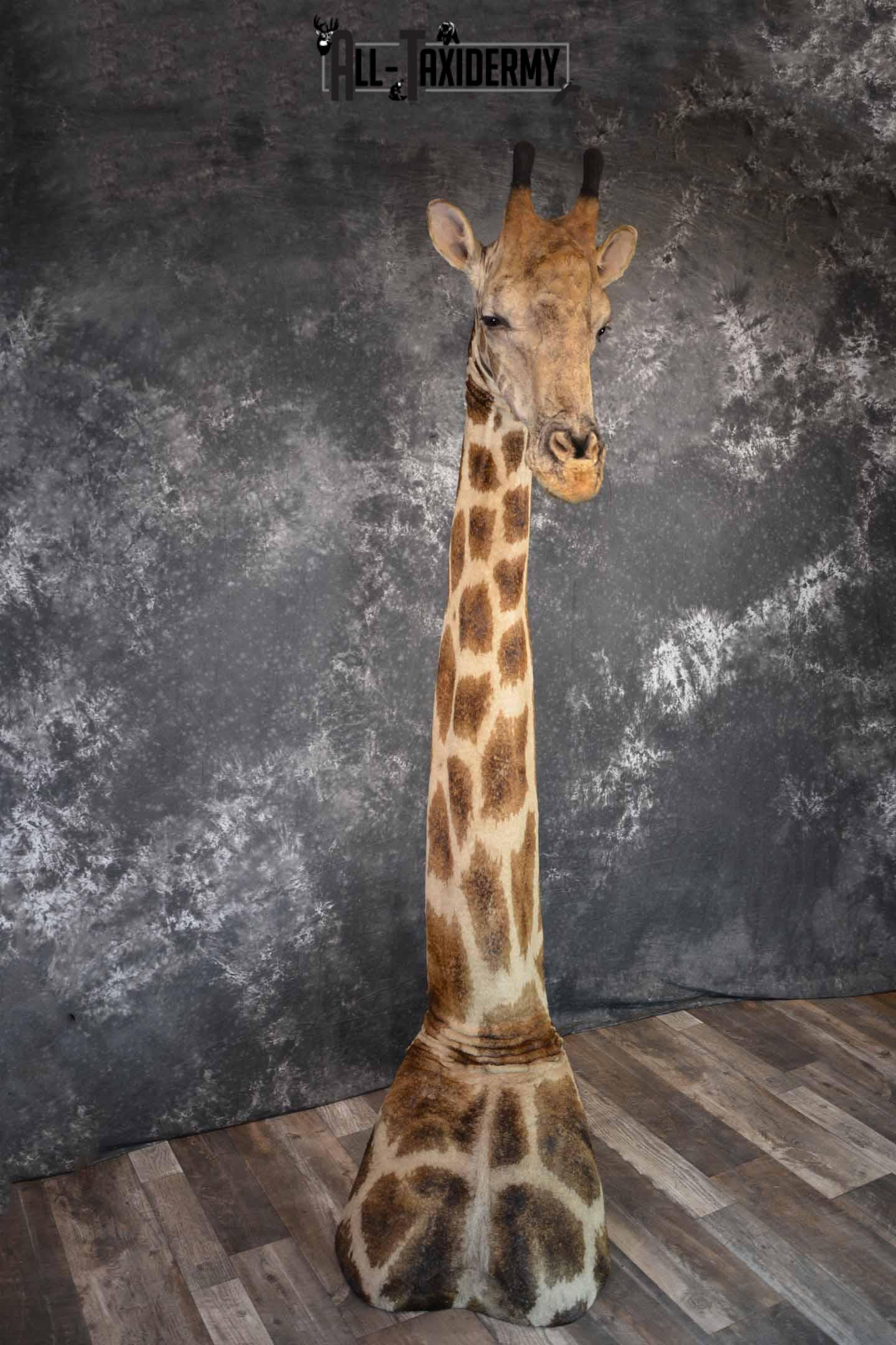 Giraffe Taxidermy shoulder mount for sale SKU 1262 - Image 3