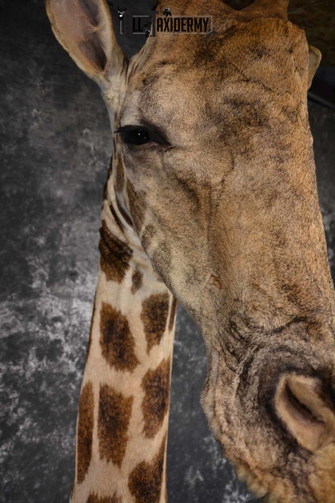 Giraffe Taxidermy shoulder mount for sale SKU 1262 - All Taxidermy