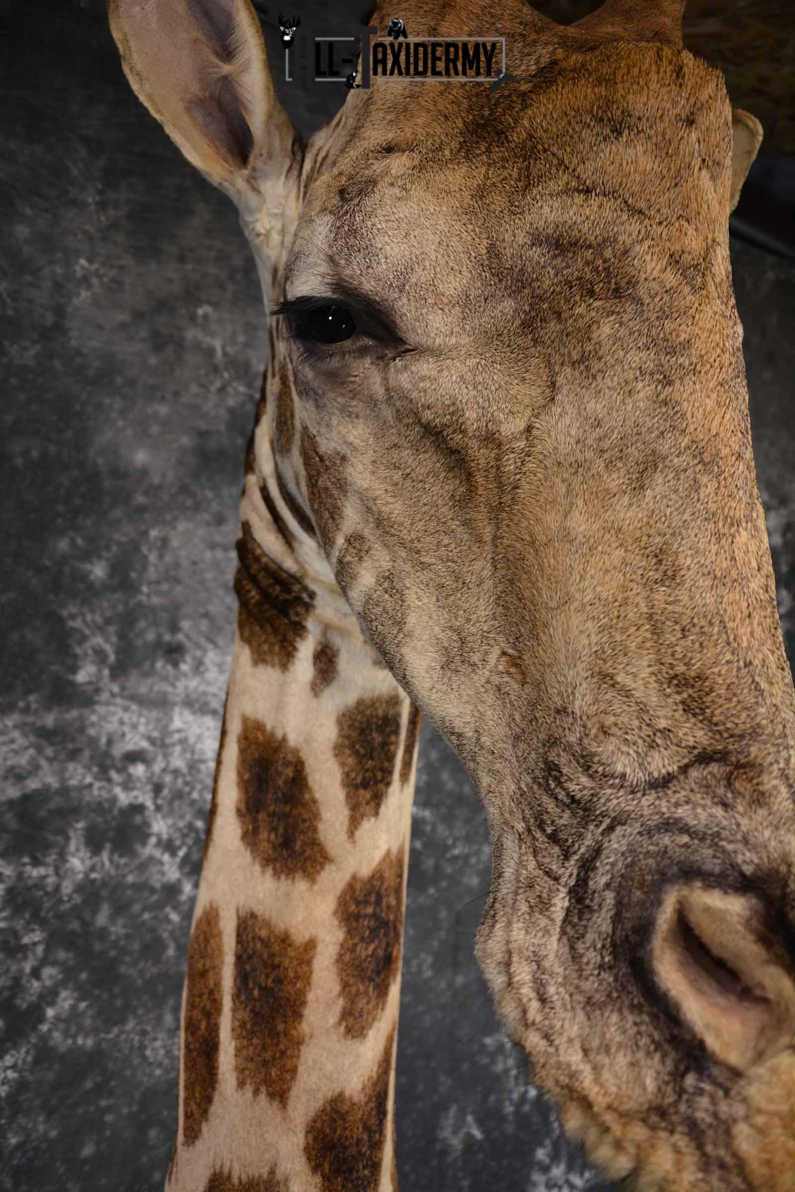Giraffe Taxidermy shoulder mount for sale SKU 1262 - Image 4