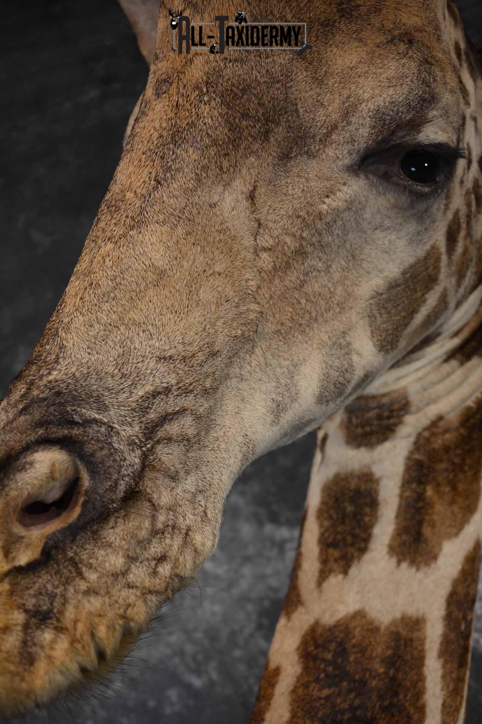 Giraffe Taxidermy shoulder mount for sale SKU 1262 - Image 5