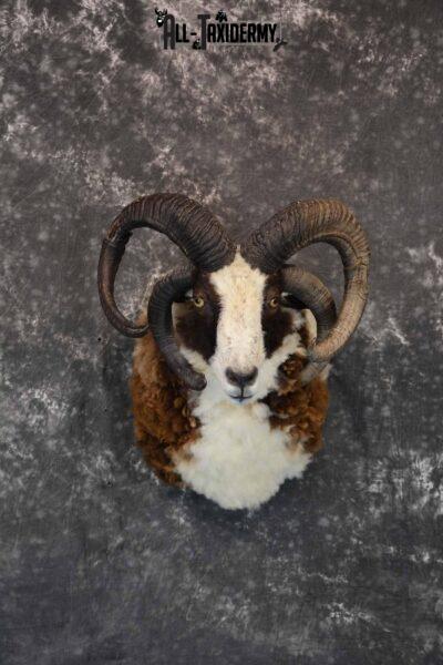Jacobs 4 Horn Sheep Taxidermy Mount for Sale SKU 1306