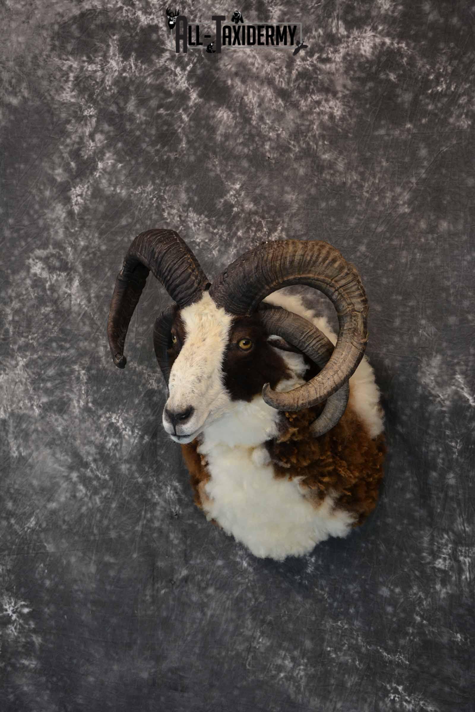Jacobs 4 Horn Sheep Taxidermy Mount for Sale SKU 1306 - Image 2