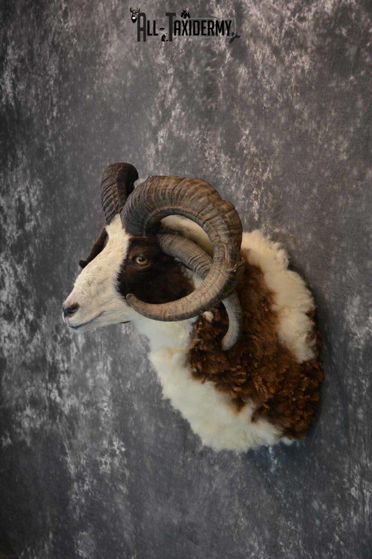 Jacobs 4 Horn Sheep Taxidermy Mount for Sale SKU 1306 All Taxidermy