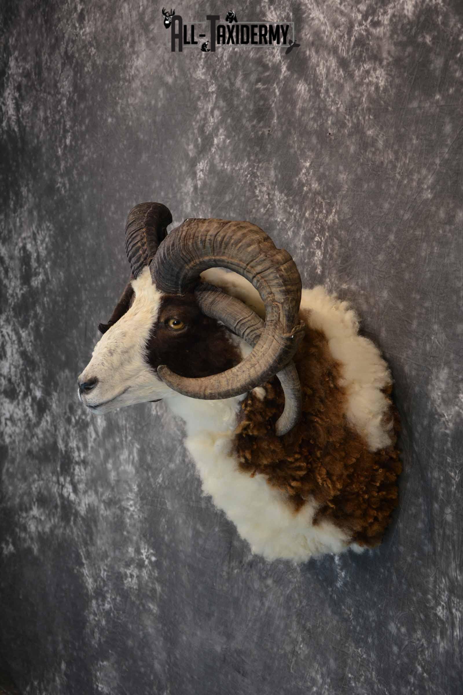 Jacobs 4 Horn Sheep Taxidermy Mount for Sale SKU 1306 - Image 3