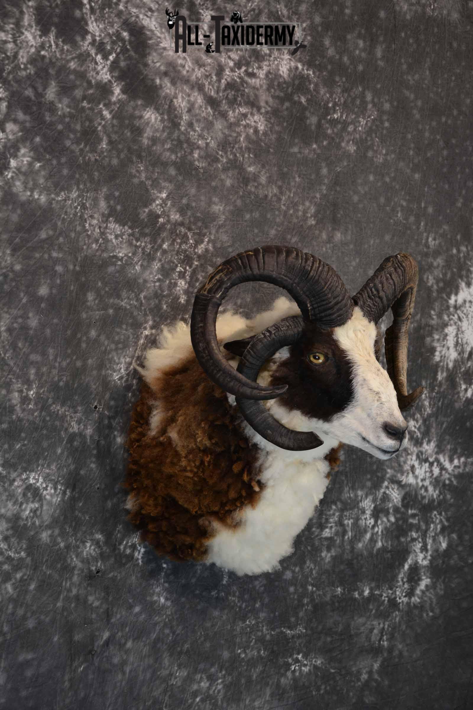 Jacobs 4 Horn Sheep Taxidermy Mount for Sale SKU 1306 - Image 4