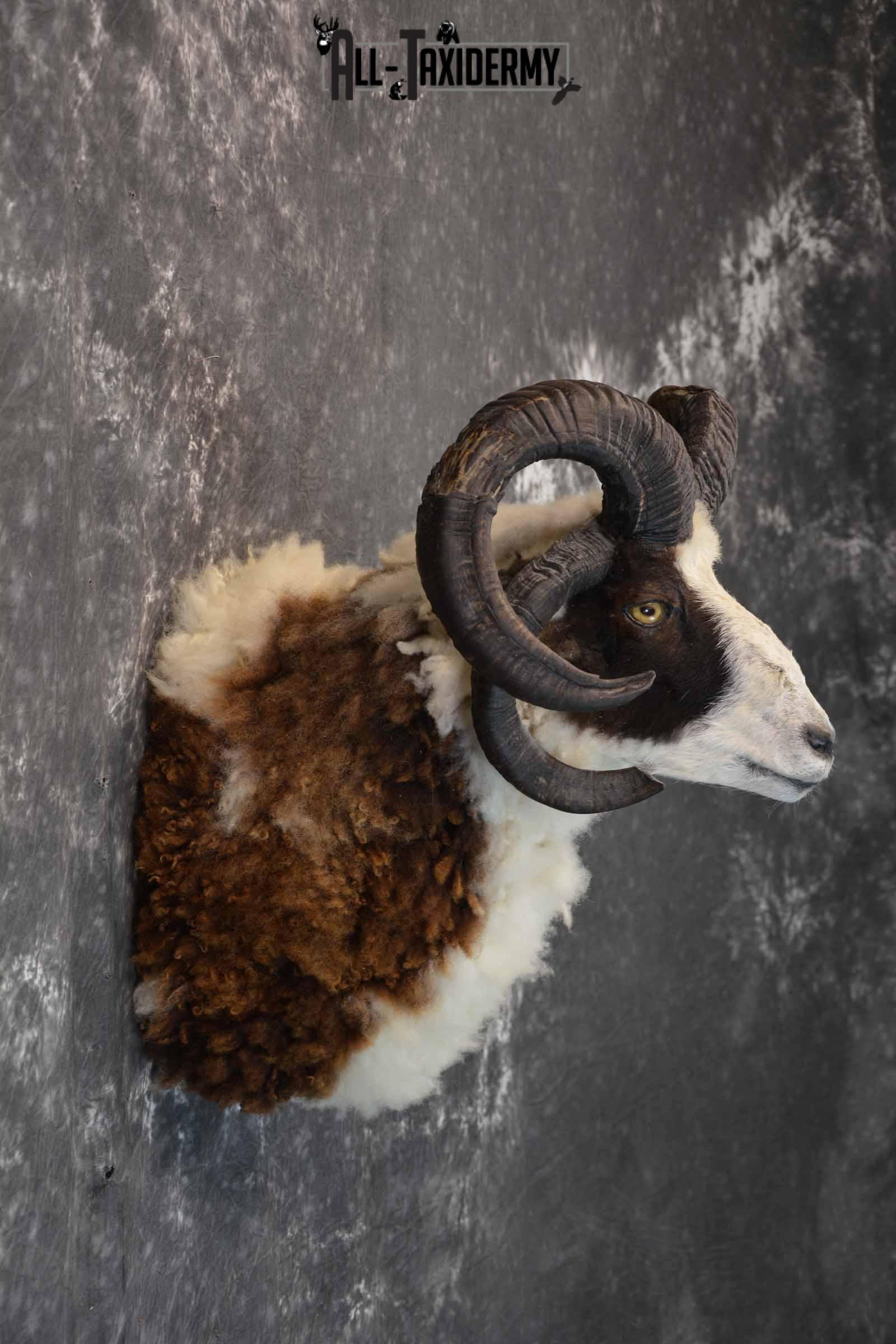 Jacobs 4 Horn Sheep Taxidermy Mount for Sale SKU 1306 - Image 5