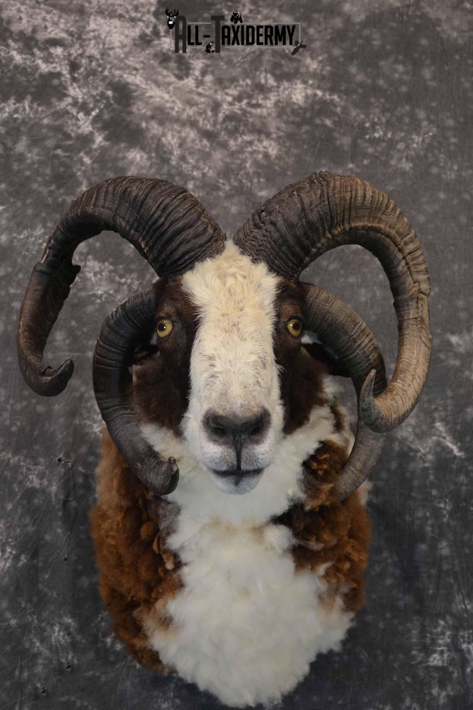 Jacobs 4 Horn Sheep Taxidermy Mount for Sale SKU 1306 - Image 6