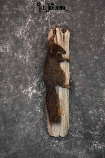 Black Squirrel Taxidermy Mount for Sale SKU 1305