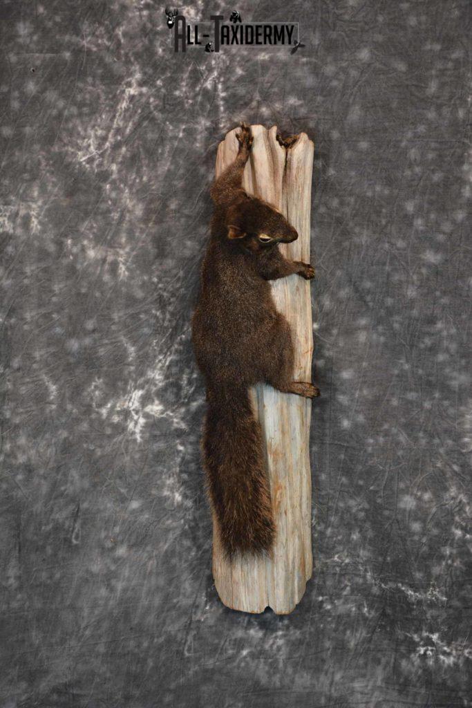 Black Squirrel Taxidermy Mount for Sale SKU 1305 - All Taxidermy