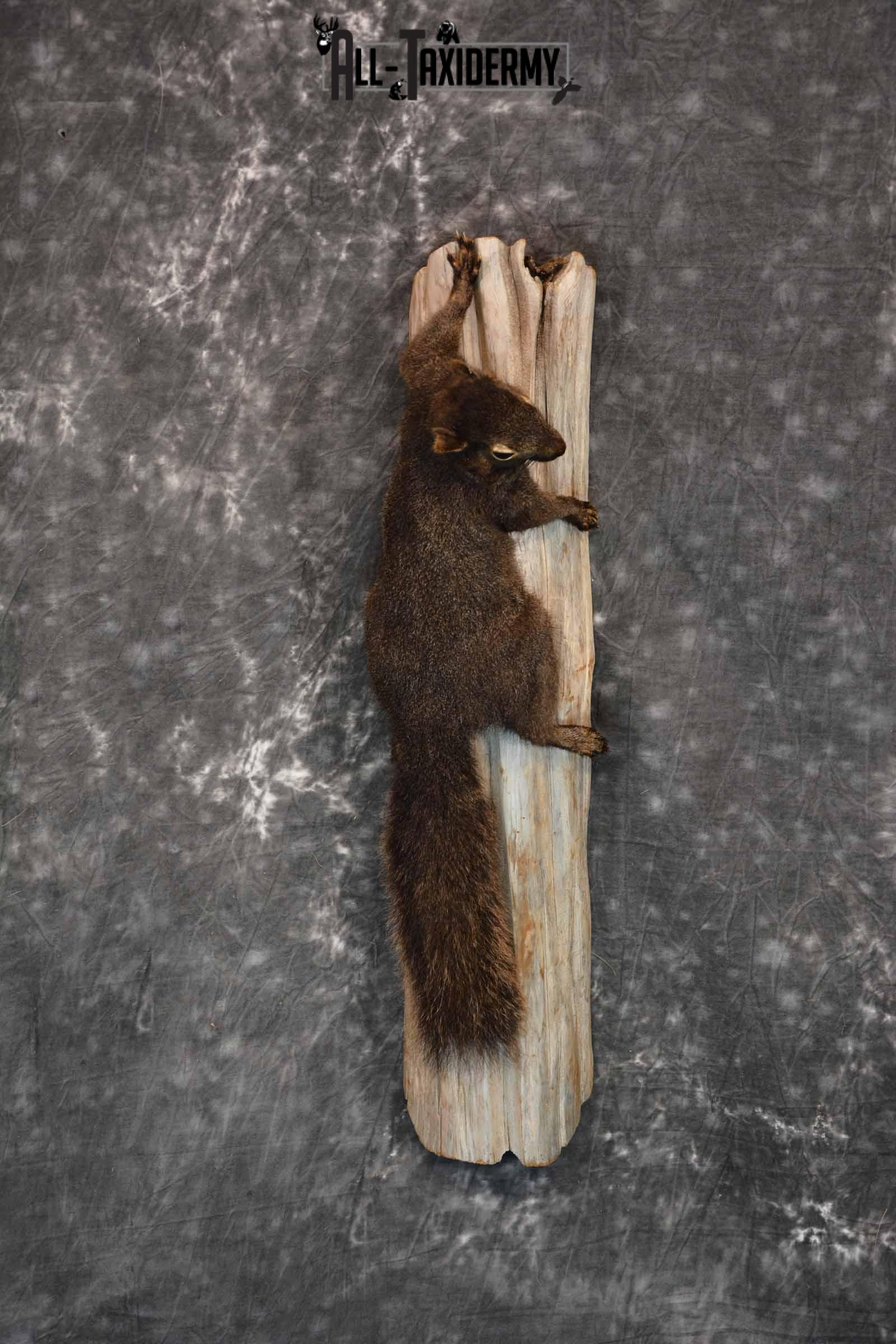 Black Squirrel Taxidermy Mount for Sale SKU 1305