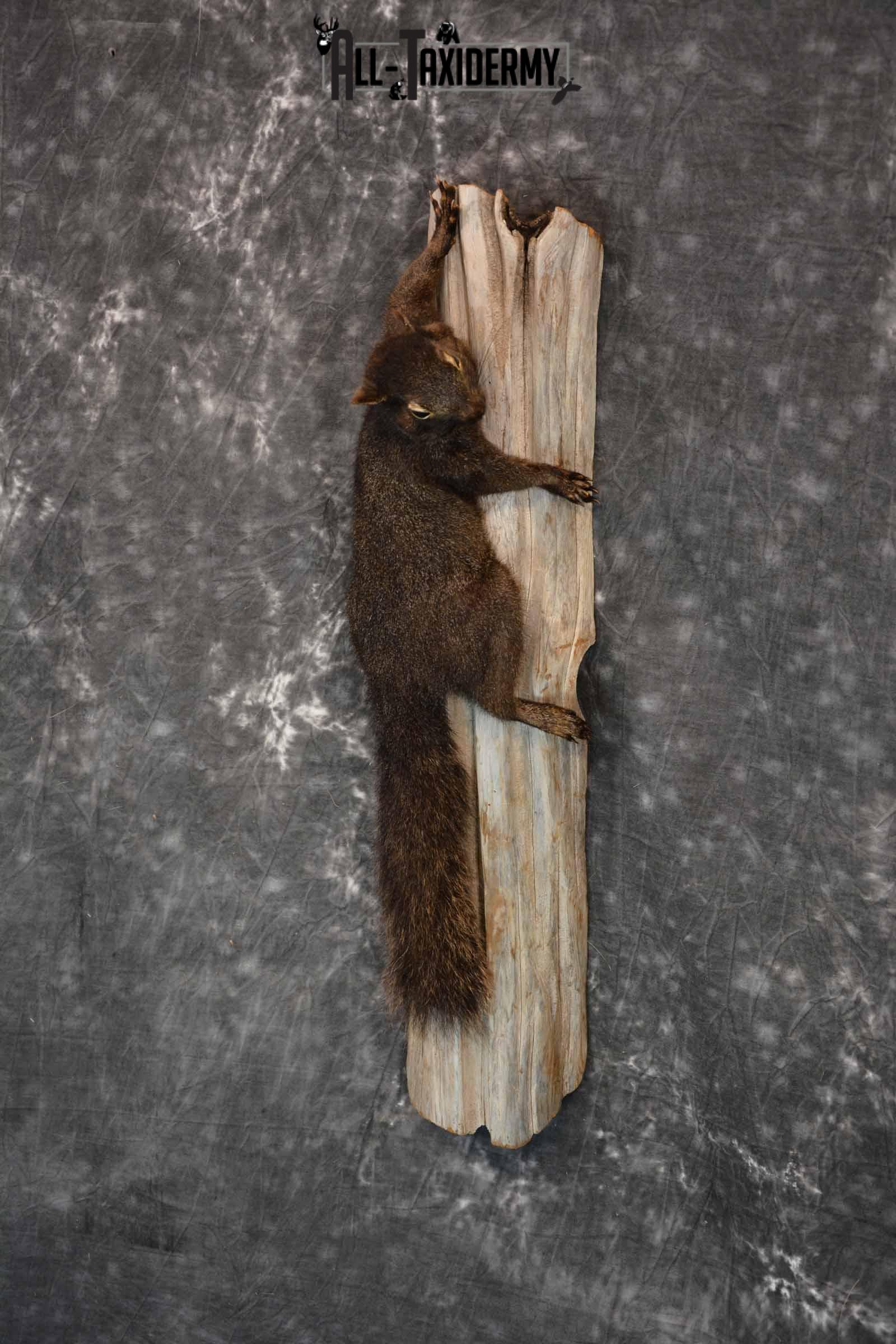 Black Squirrel Taxidermy Mount for Sale SKU 1305 - Image 2