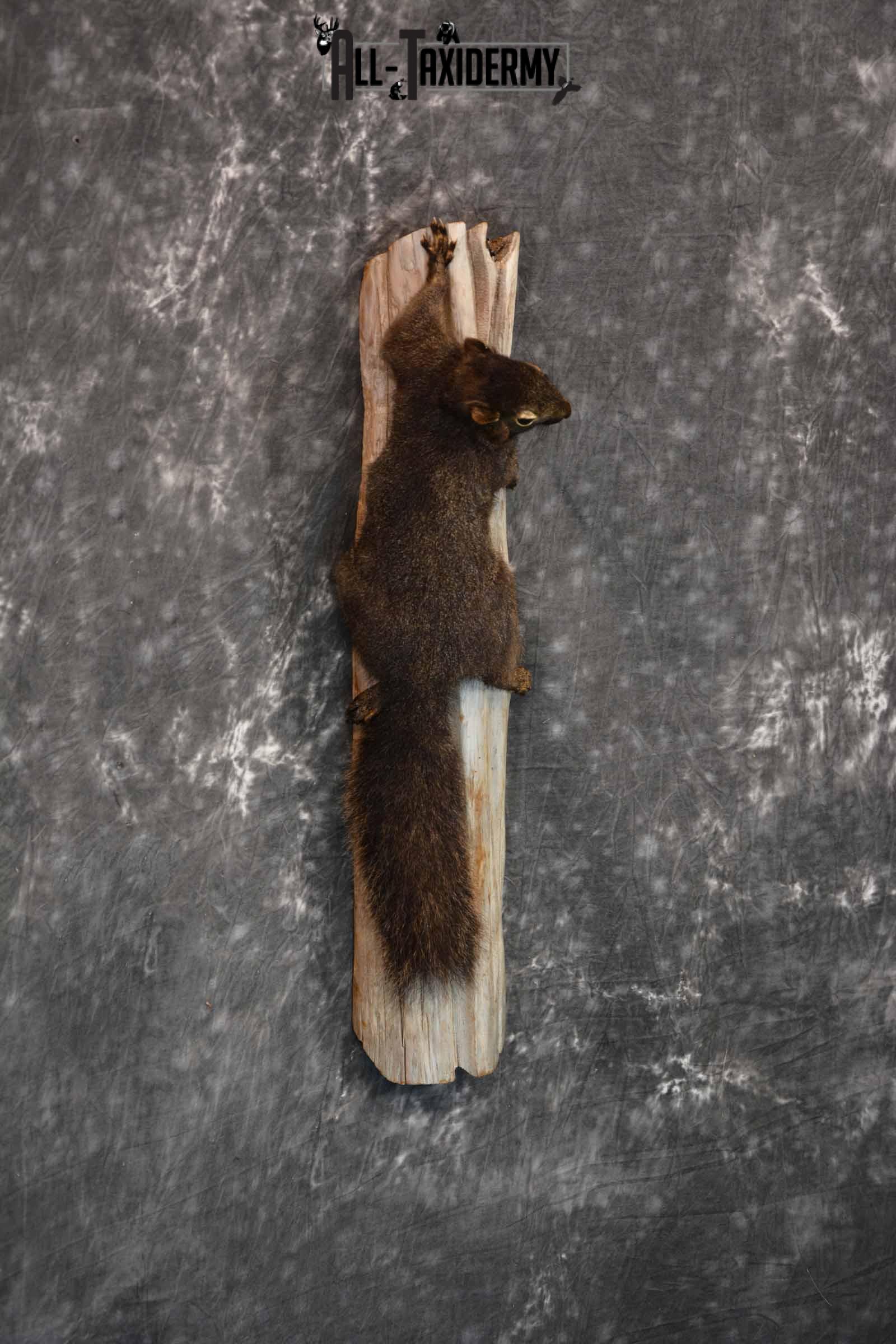 Black Squirrel Taxidermy Mount for Sale SKU 1305 - Image 3