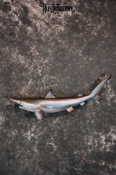 Sand Tiger Shark Replica Taxidermy Mount for Sale SKU 1303