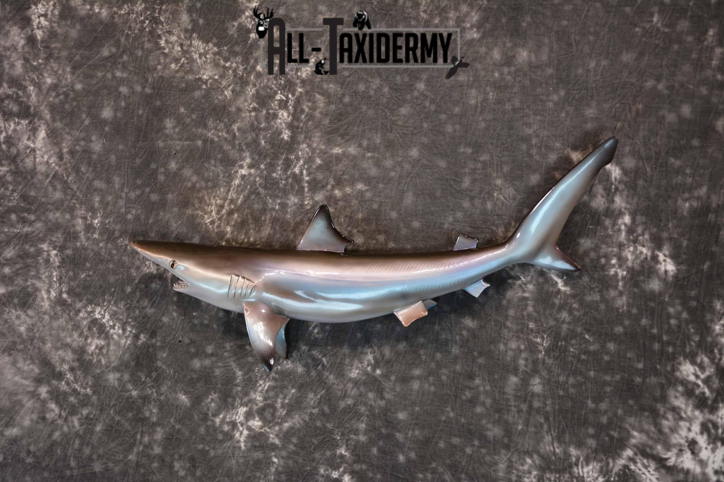 Sand Tiger Shark Replica Taxidermy Mount for Sale SKU 1303 - Image 2