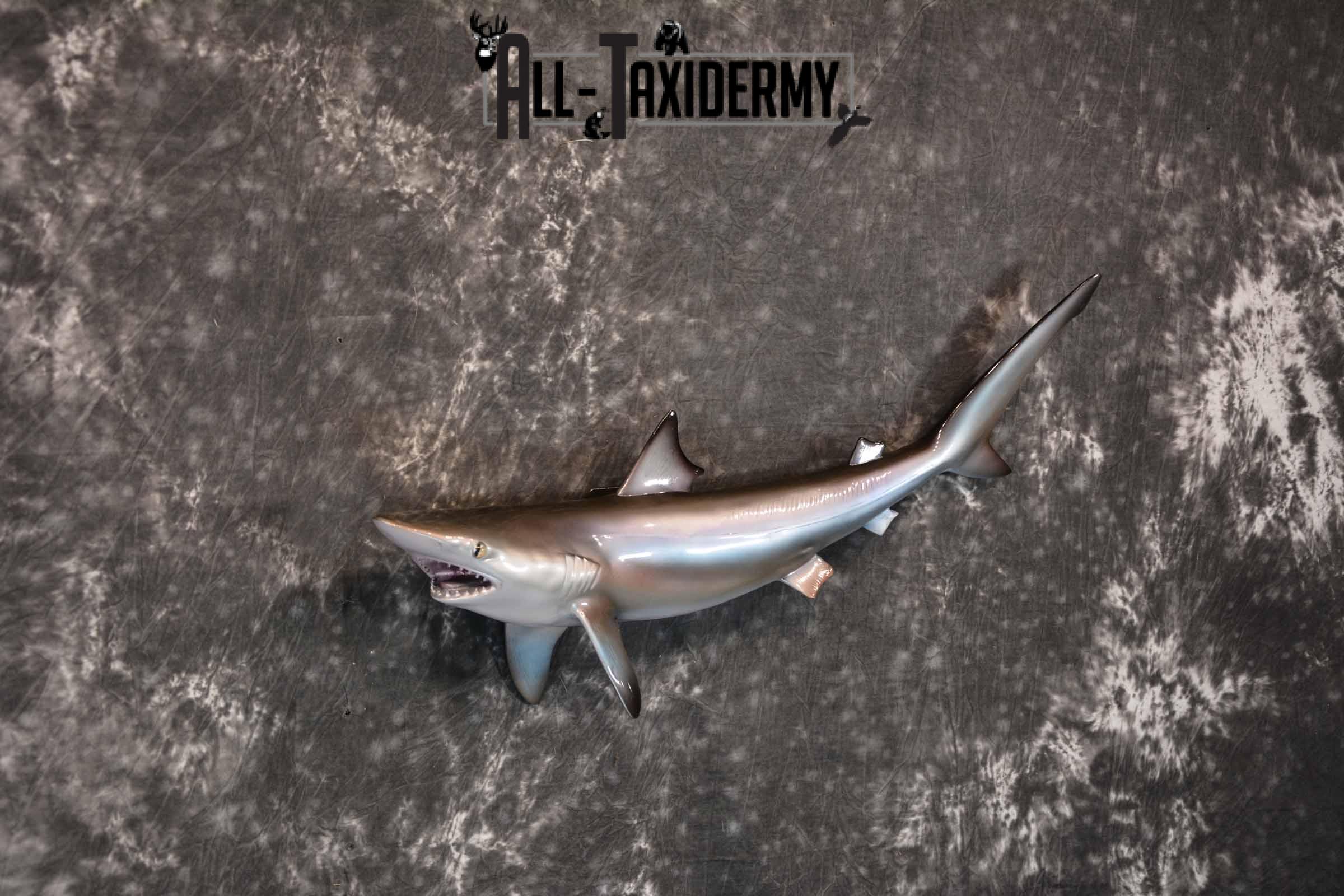 Sand Tiger Shark Replica Taxidermy Mount for Sale SKU 1303 - Image 3