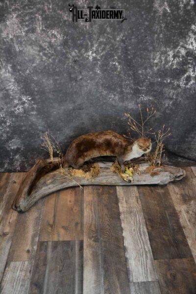 Otter With Bluegill Taxidermy mount for Sale SKU 1301
