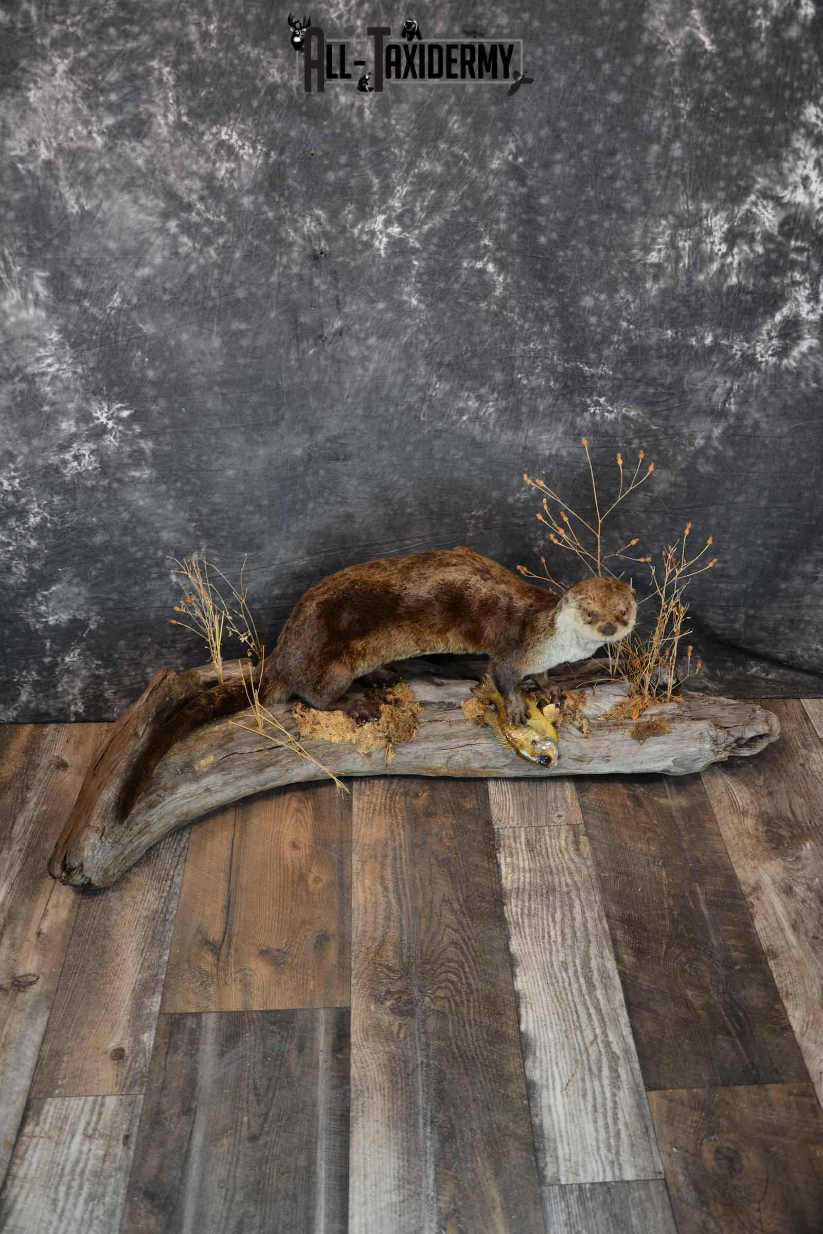 Otter With Bluegill Taxidermy mount for Sale SKU 1301