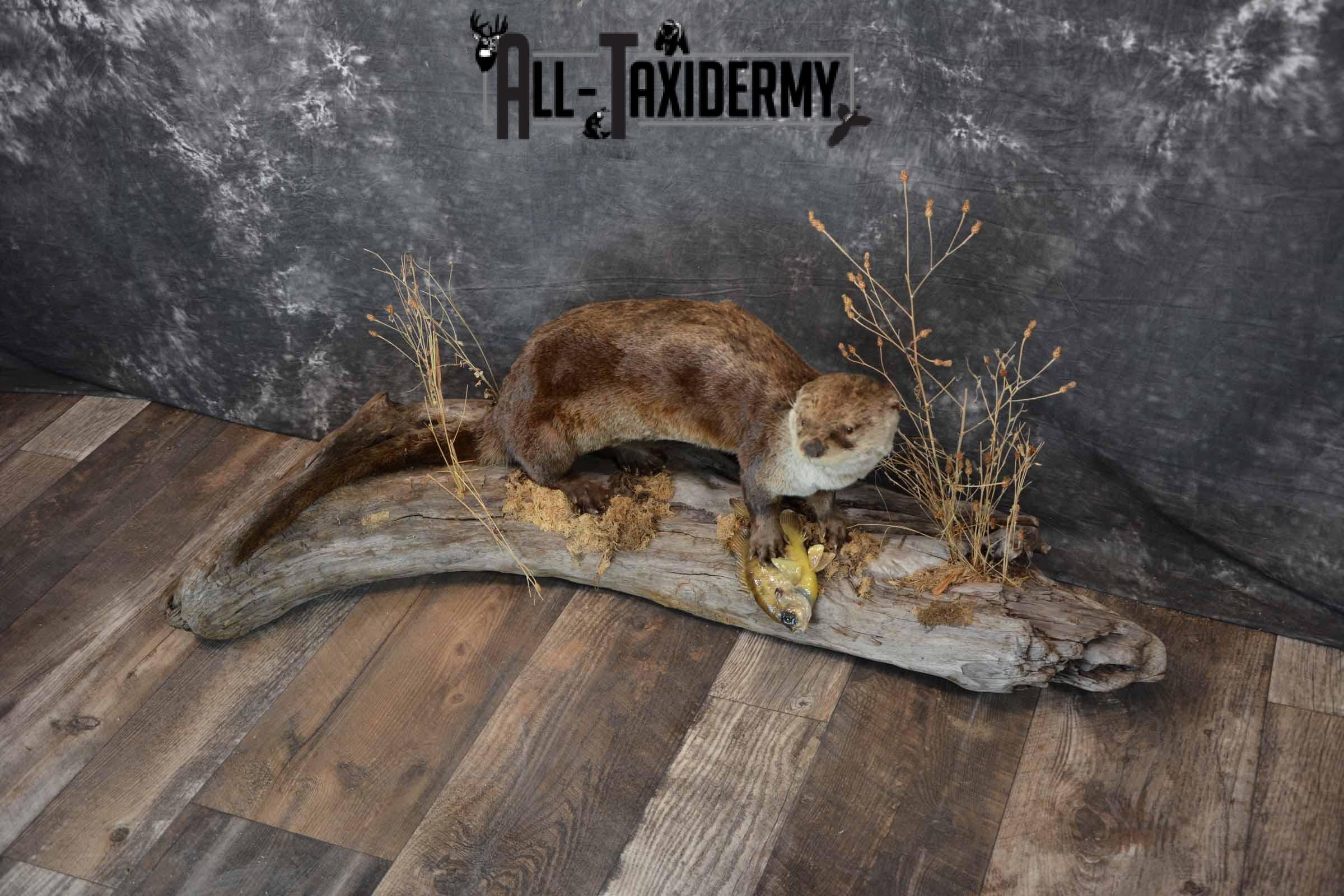 Otter With Bluegill Taxidermy mount for Sale SKU 1301 - Image 2