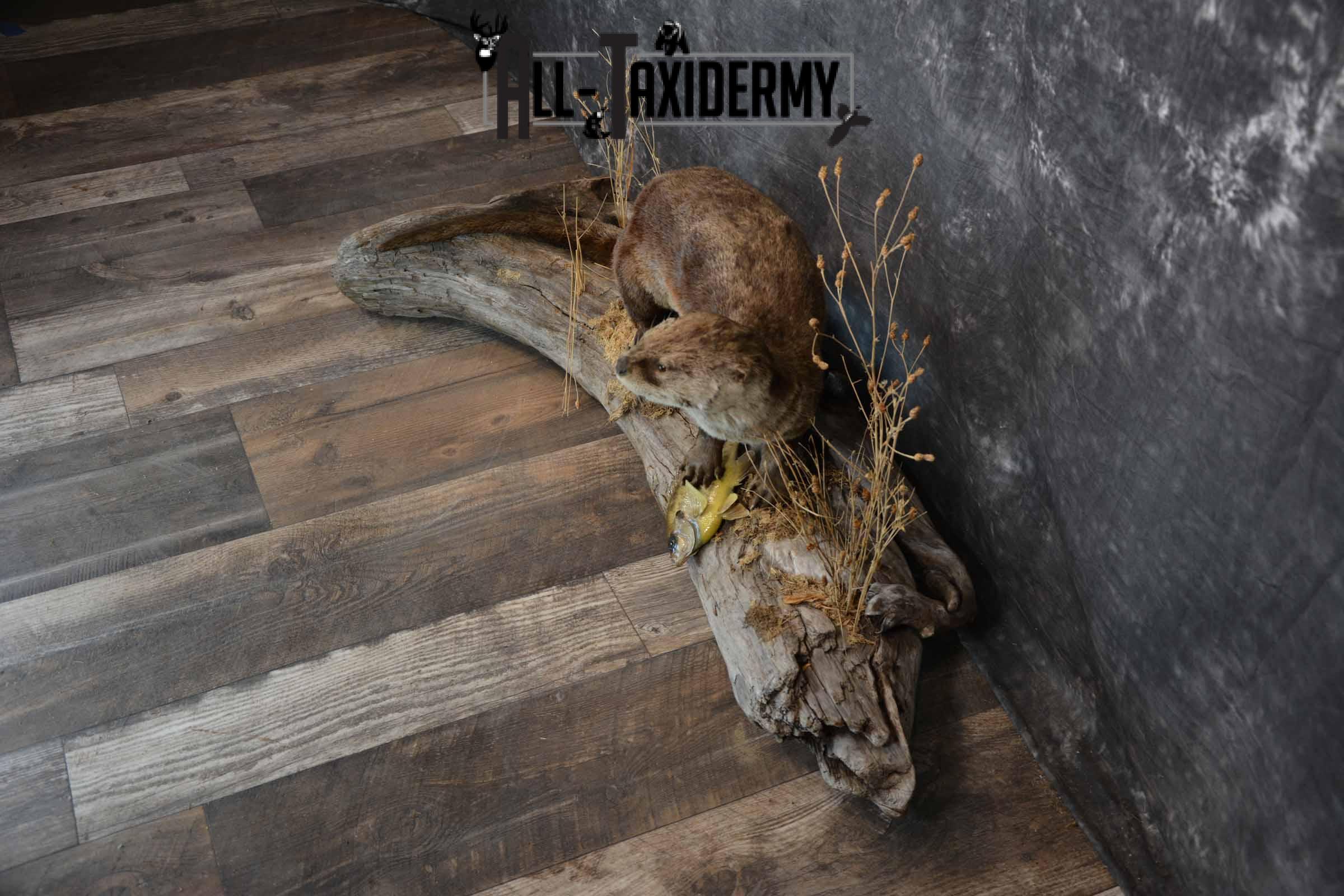 Otter With Bluegill Taxidermy mount for Sale SKU 1301 - Image 3