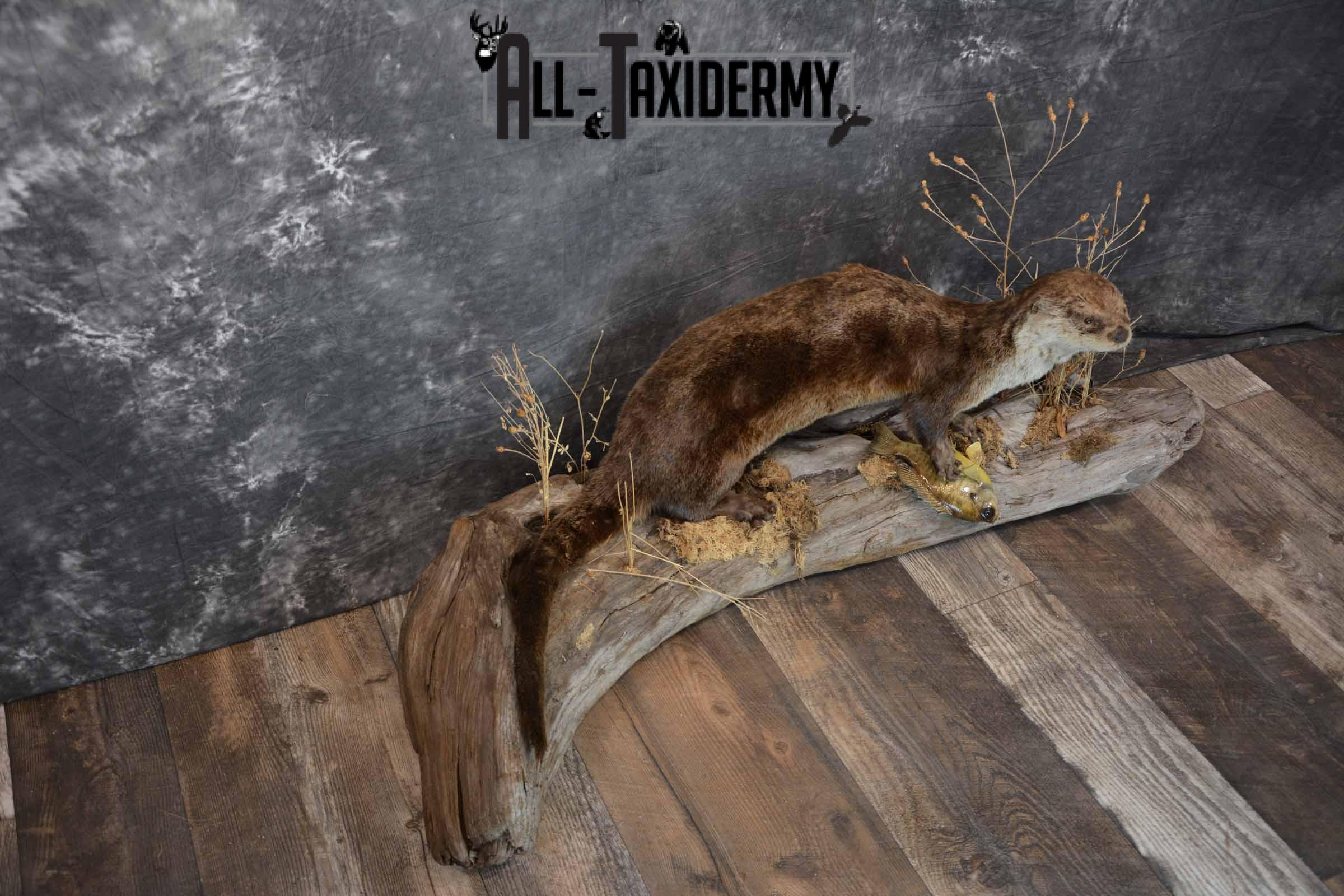 Otter With Bluegill Taxidermy mount for Sale SKU 1301 - Image 4