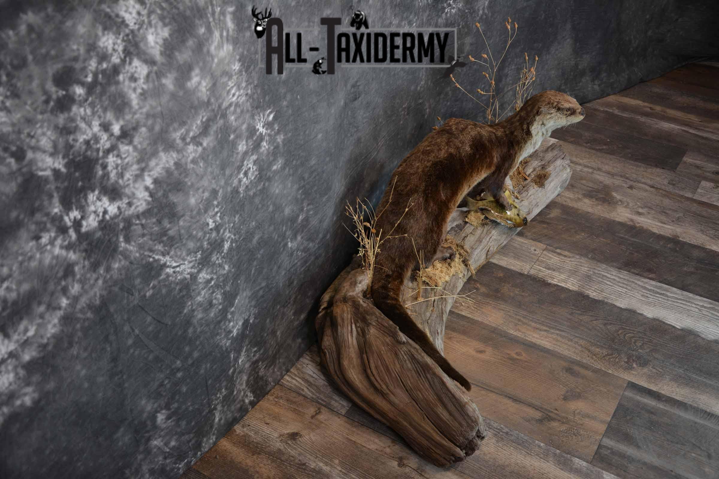 Otter With Bluegill Taxidermy mount for Sale SKU 1301 - Image 5