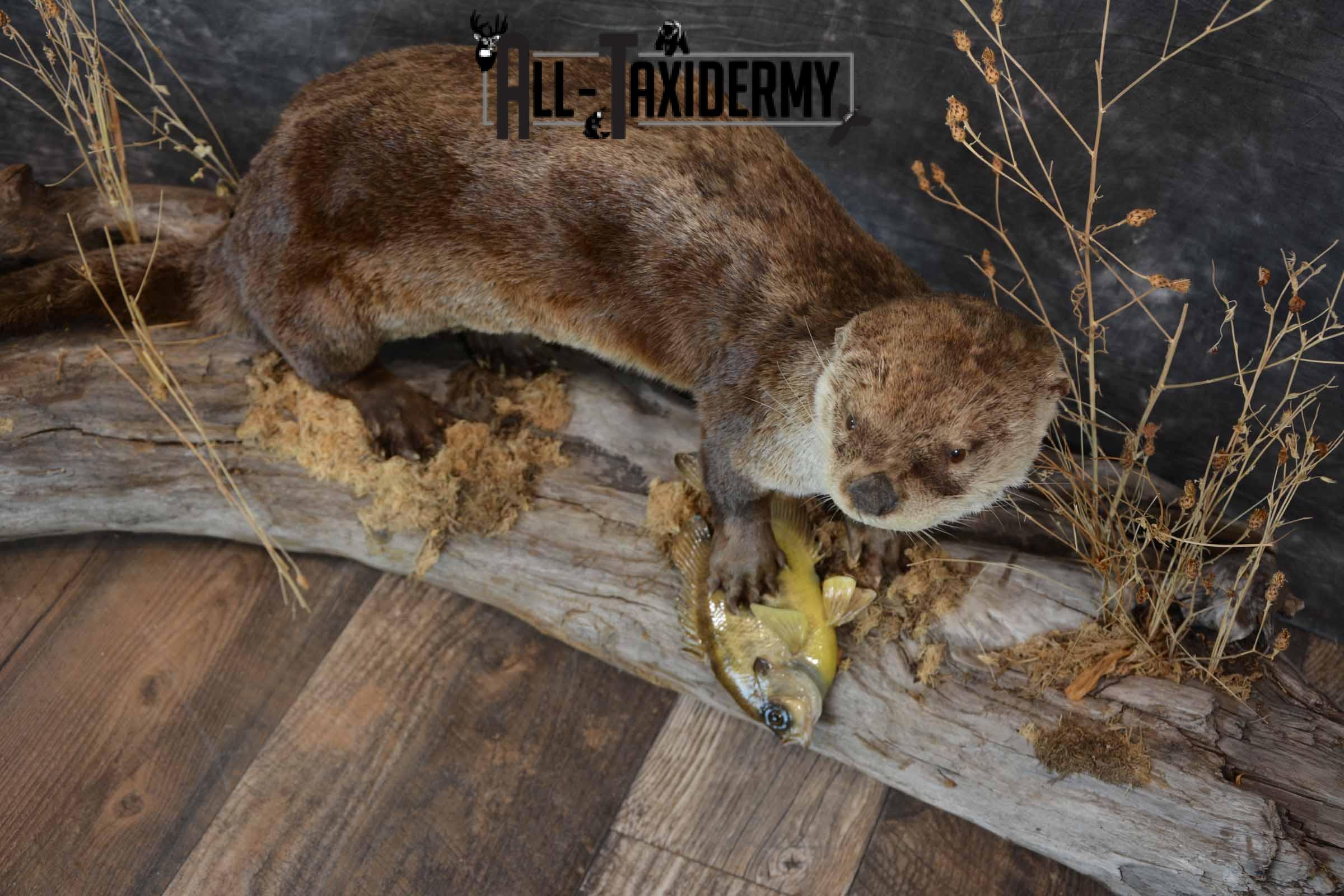 Otter With Bluegill Taxidermy mount for Sale SKU 1301 - Image 7