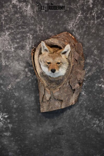 Coyote in a Den Taxidermy Mount for Sale SKU 1300