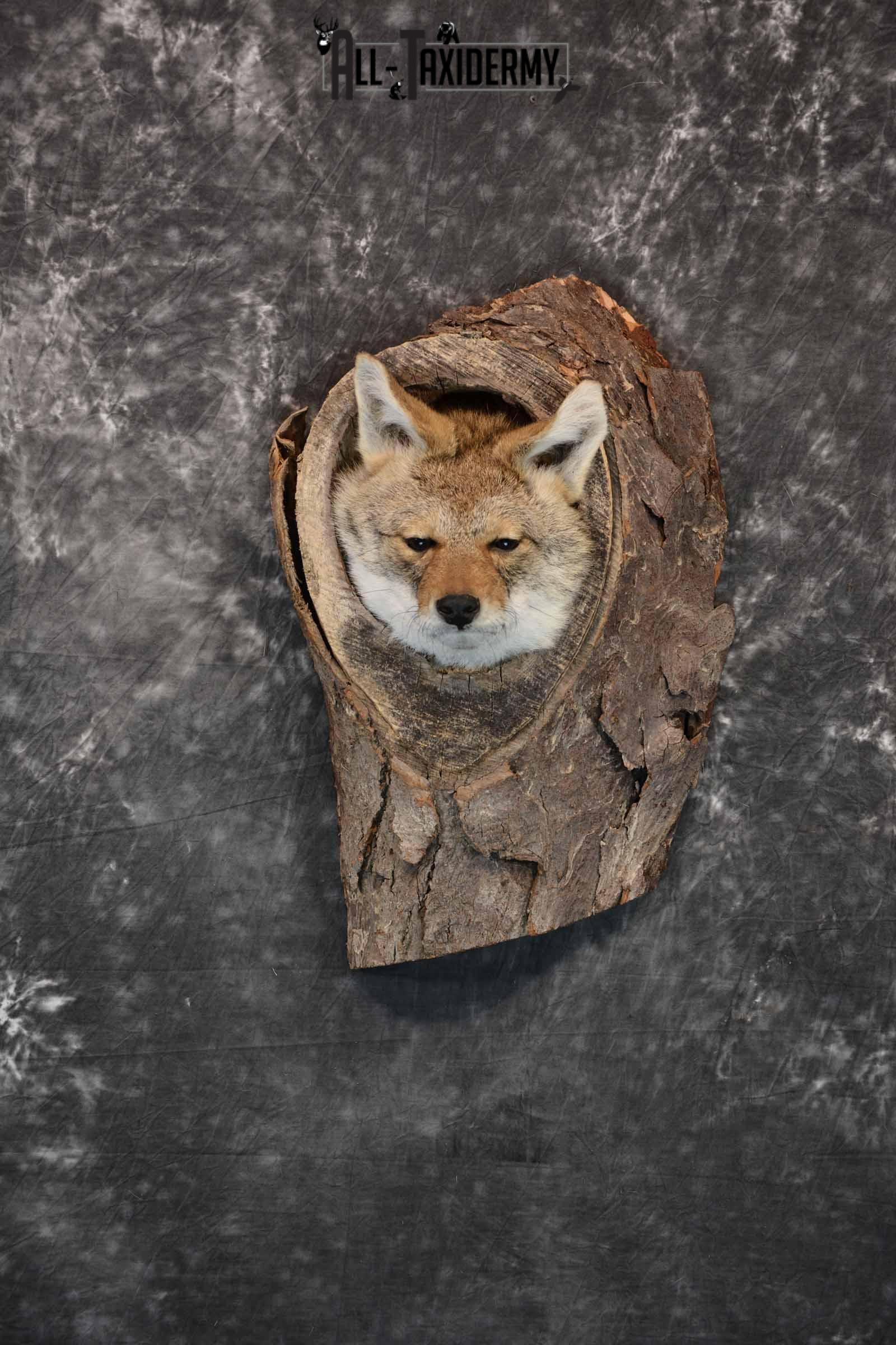 Coyote in a Den Taxidermy Mount for Sale SKU 1300