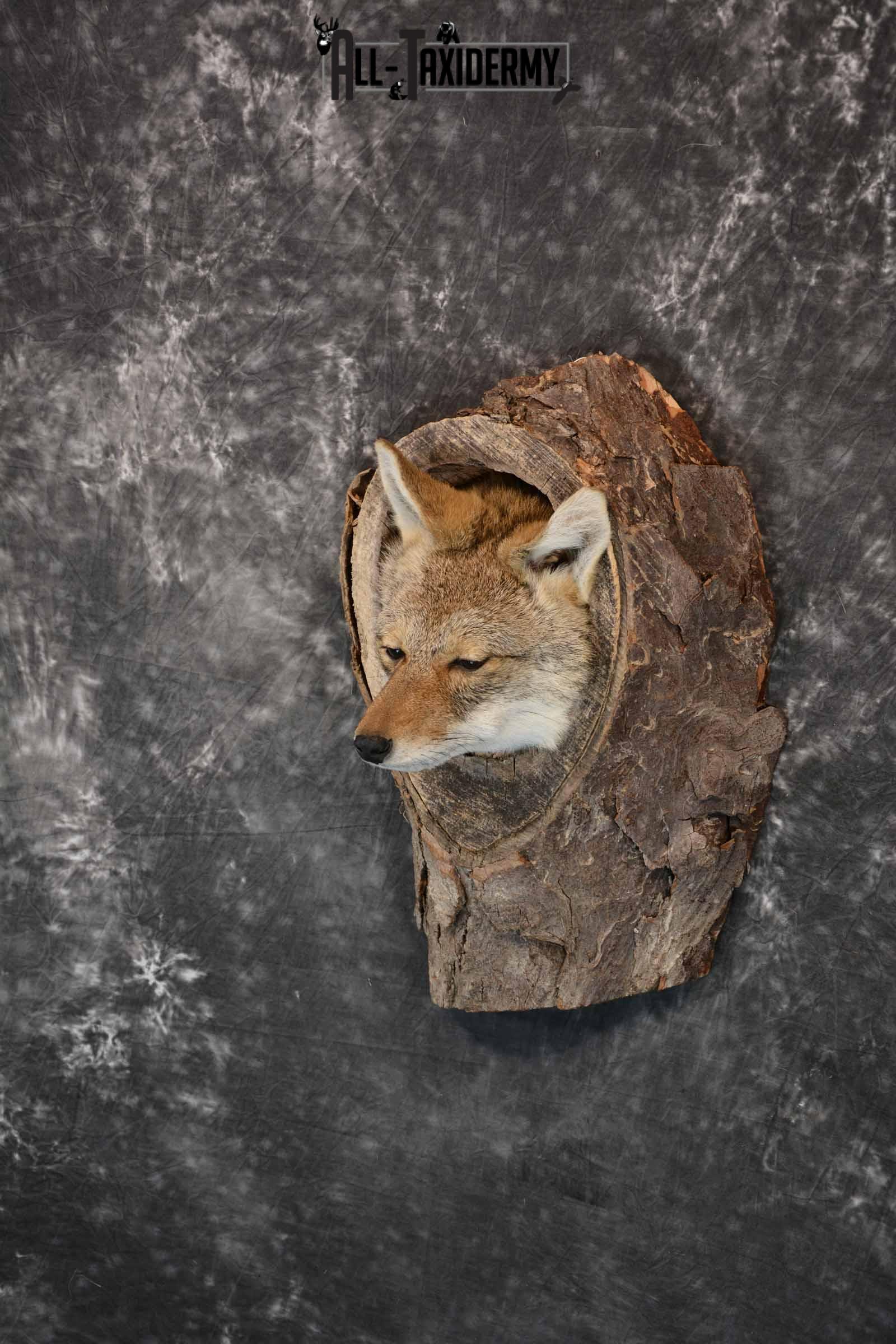 Coyote in a Den Taxidermy Mount for Sale SKU 1300 - Image 2