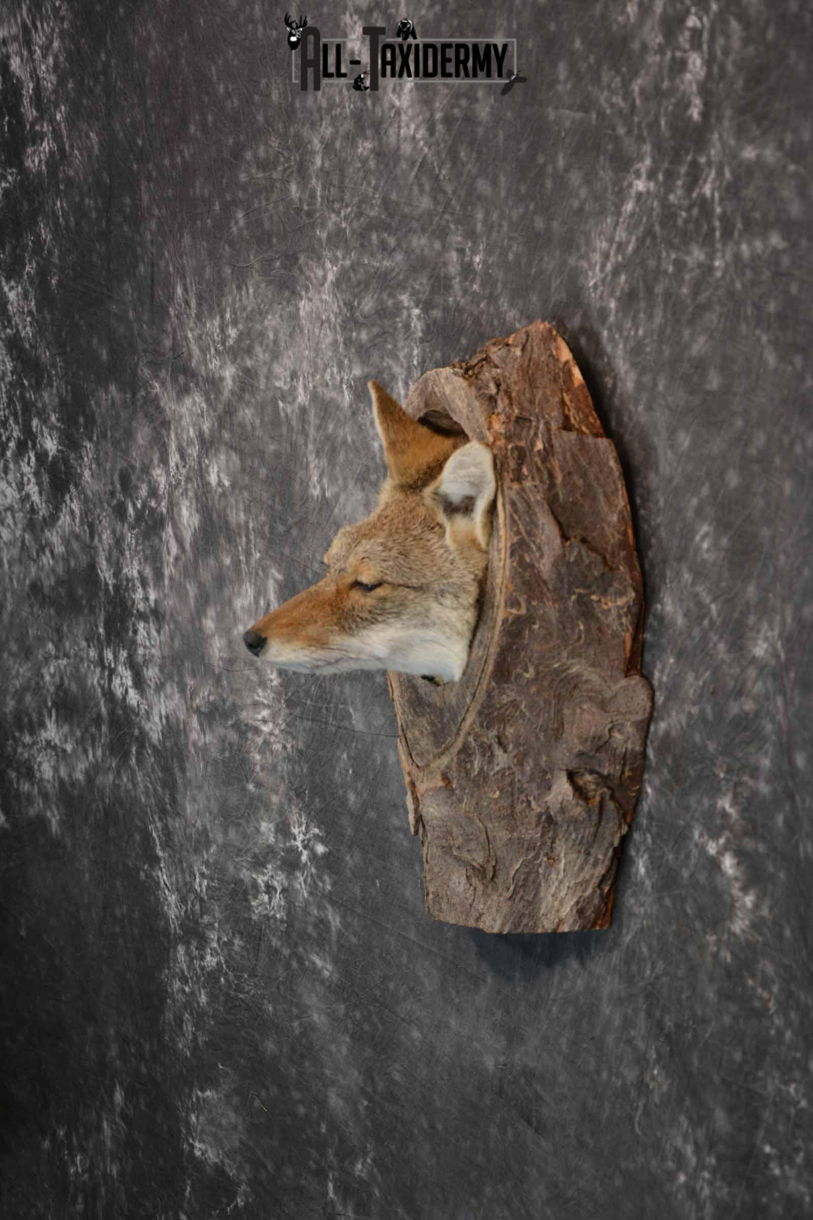 Coyote in a Den Taxidermy Mount for Sale SKU 1300 - Image 3
