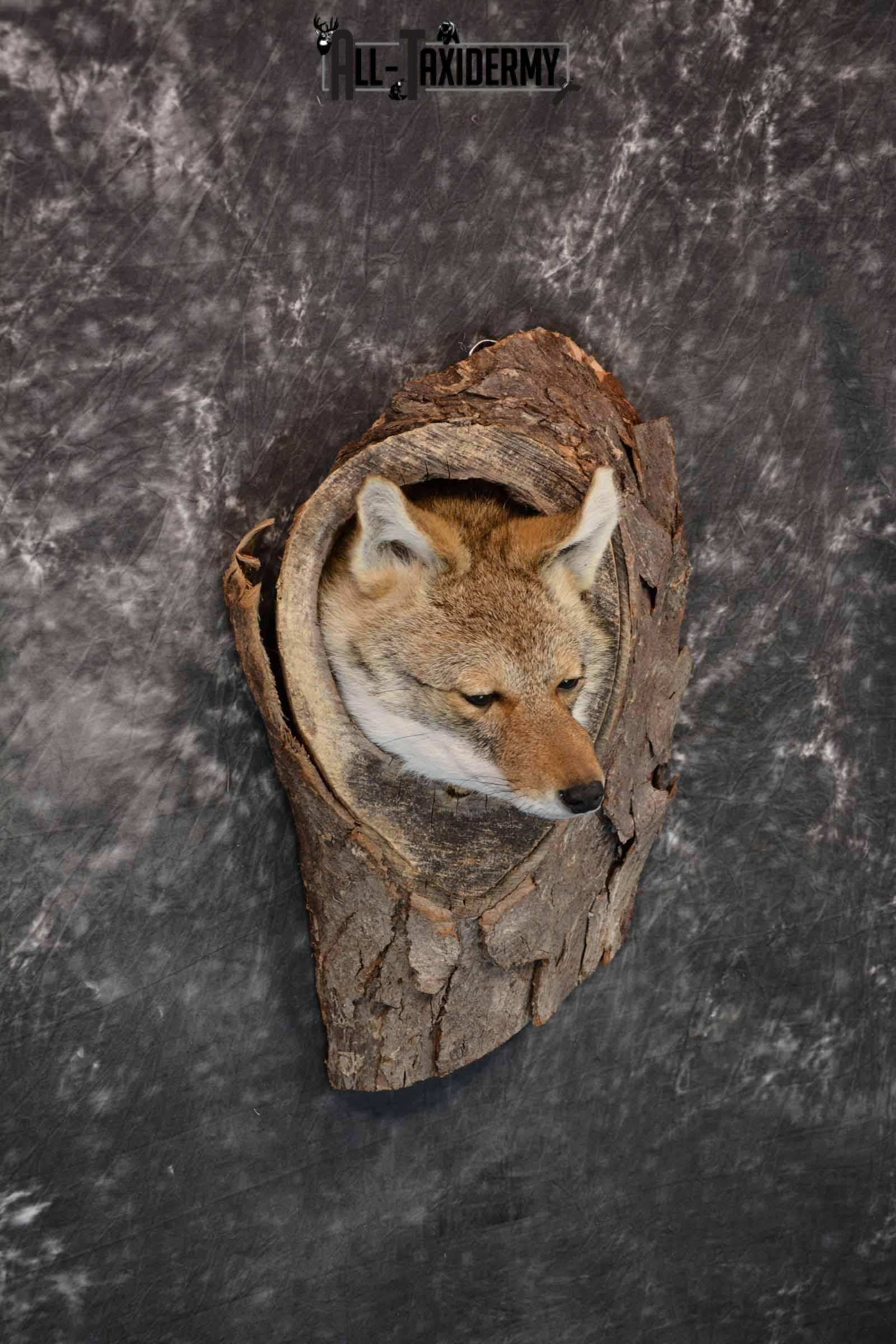 Coyote in a Den Taxidermy Mount for Sale SKU 1300 - Image 4