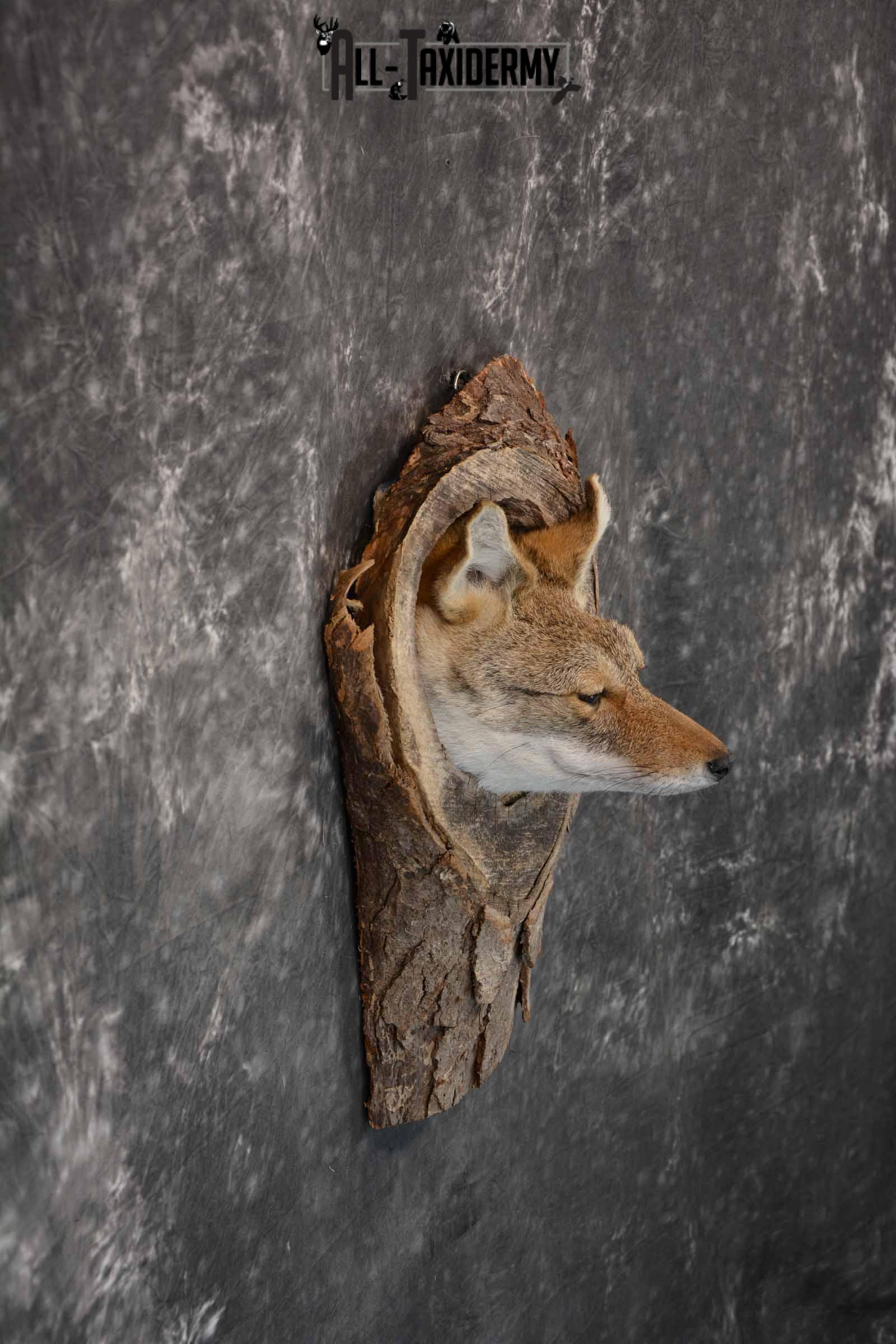 Coyote in a Den Taxidermy Mount for Sale SKU 1300 - Image 5