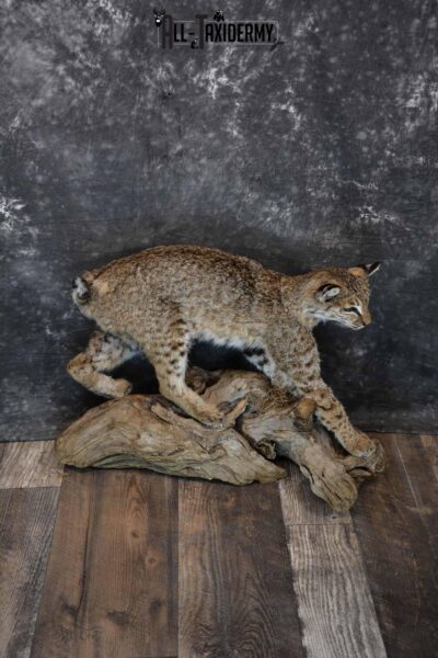 Bobcat Taxidermy Mount for Sale SKU 1297