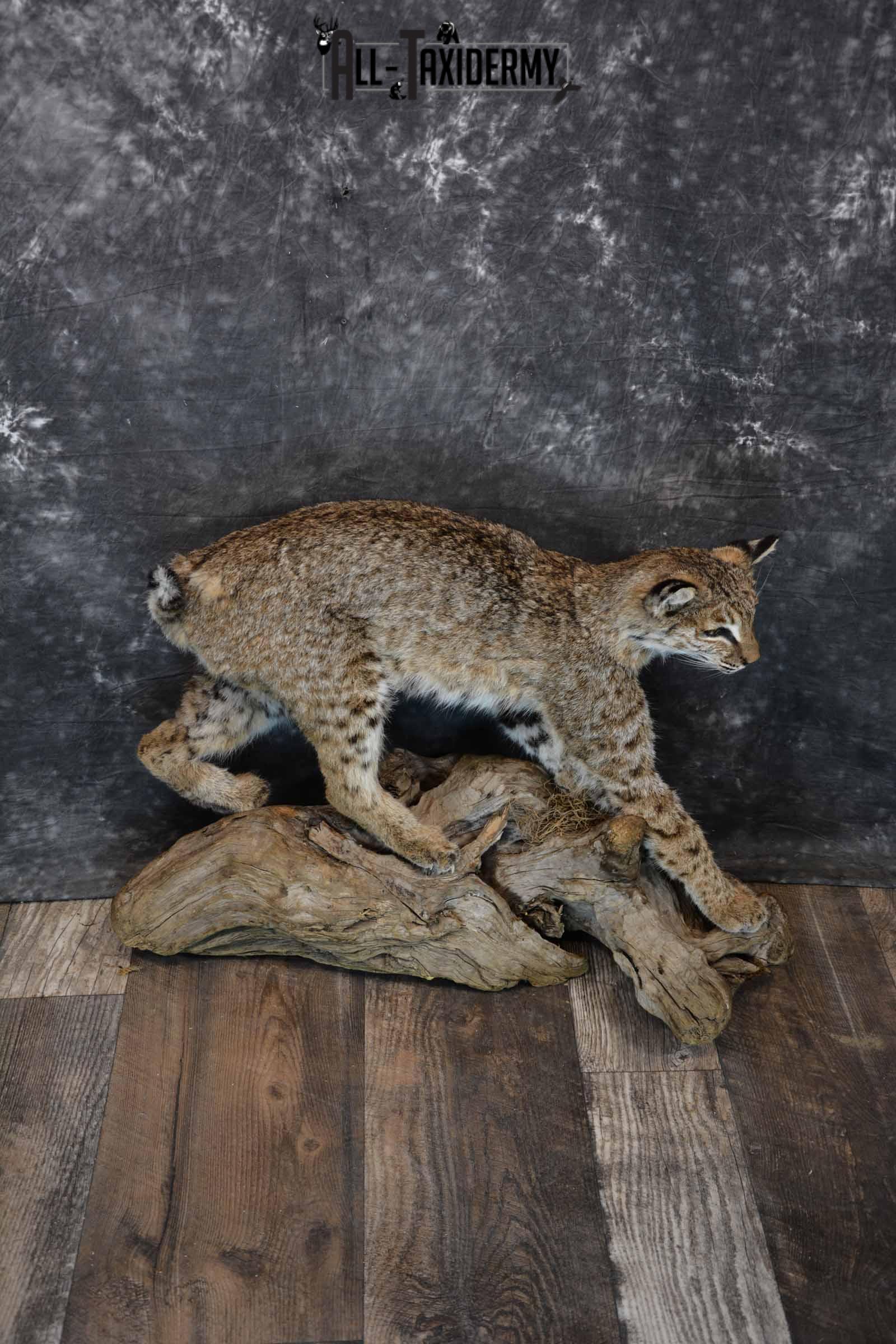 Bobcat Taxidermy Mount for Sale SKU 1297