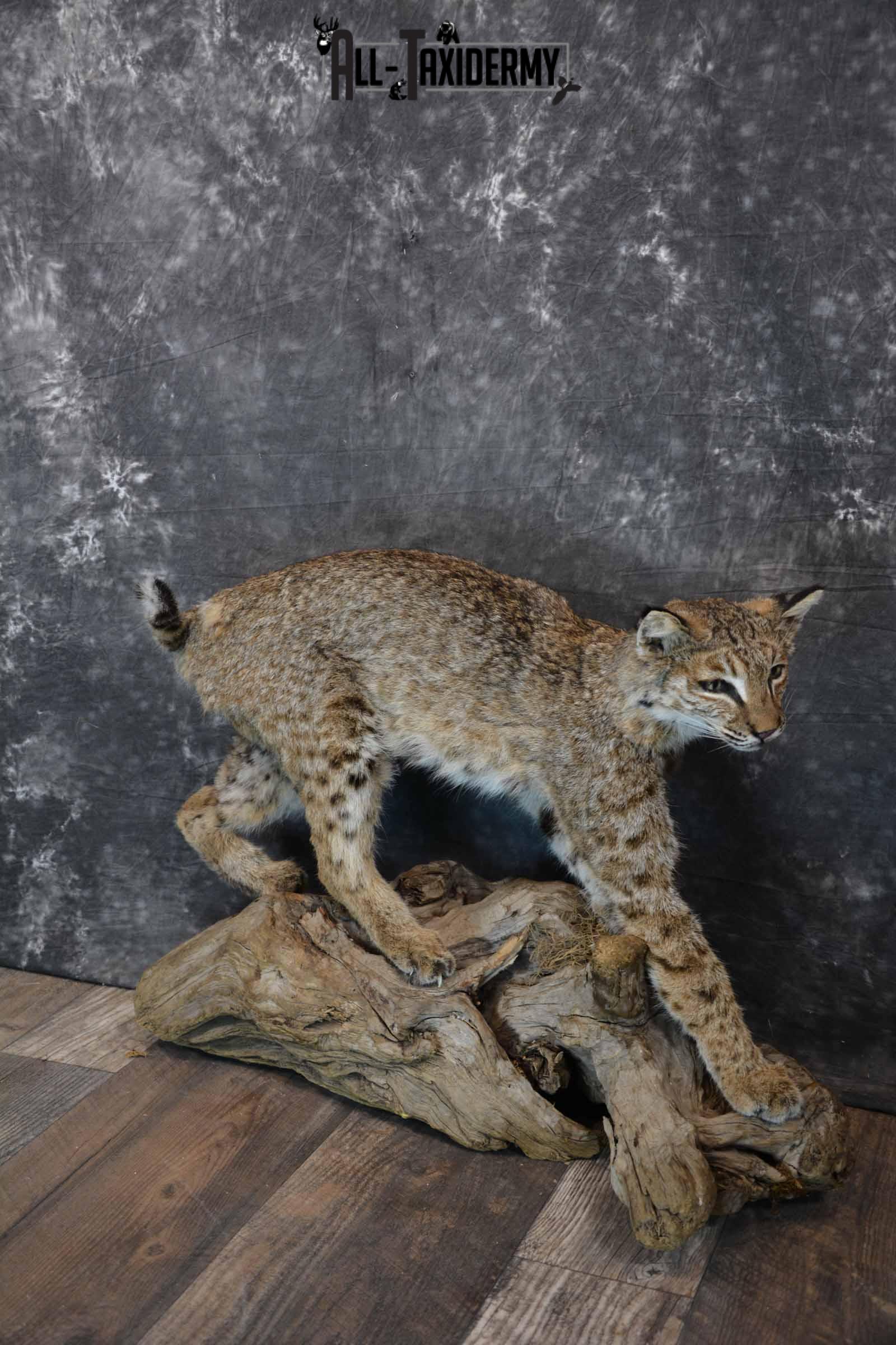Bobcat Taxidermy Mount for Sale SKU 1297 - Image 3