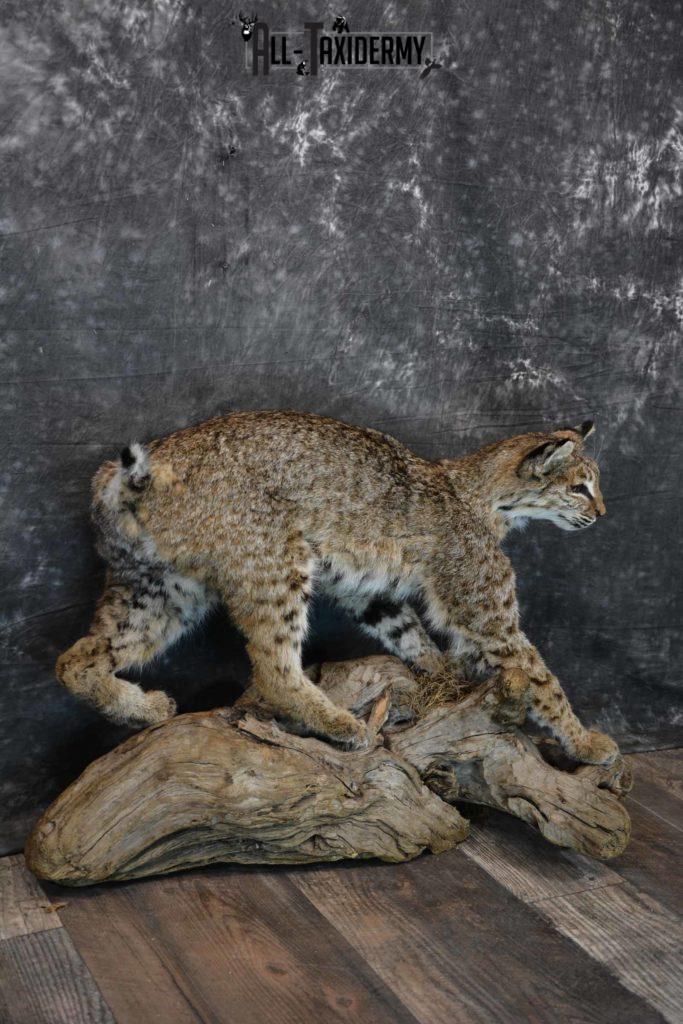 Bobcat Taxidermy Mount for Sale SKU 1297 - All Taxidermy