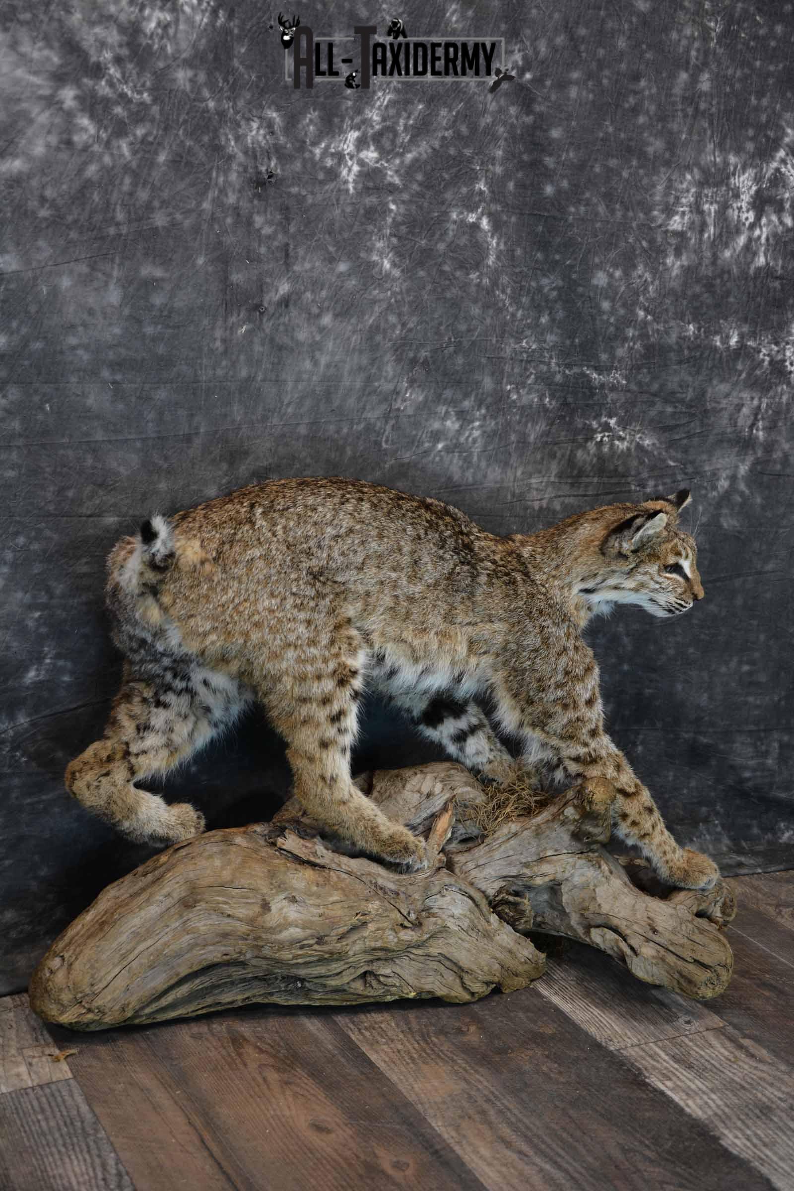 Bobcat Taxidermy Mount for Sale SKU 1297 - Image 4