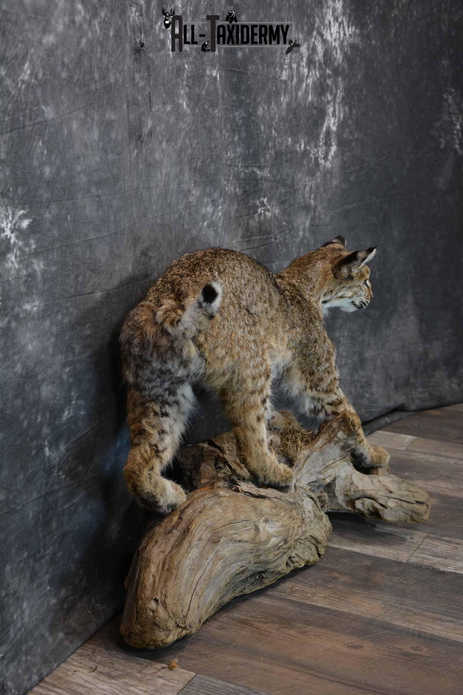 Bobcat Taxidermy Mount for Sale SKU 1297 - Image 5