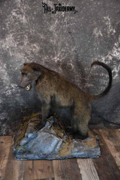 Chacma Baboon Taxidermy Mount for Sale SKU 1296