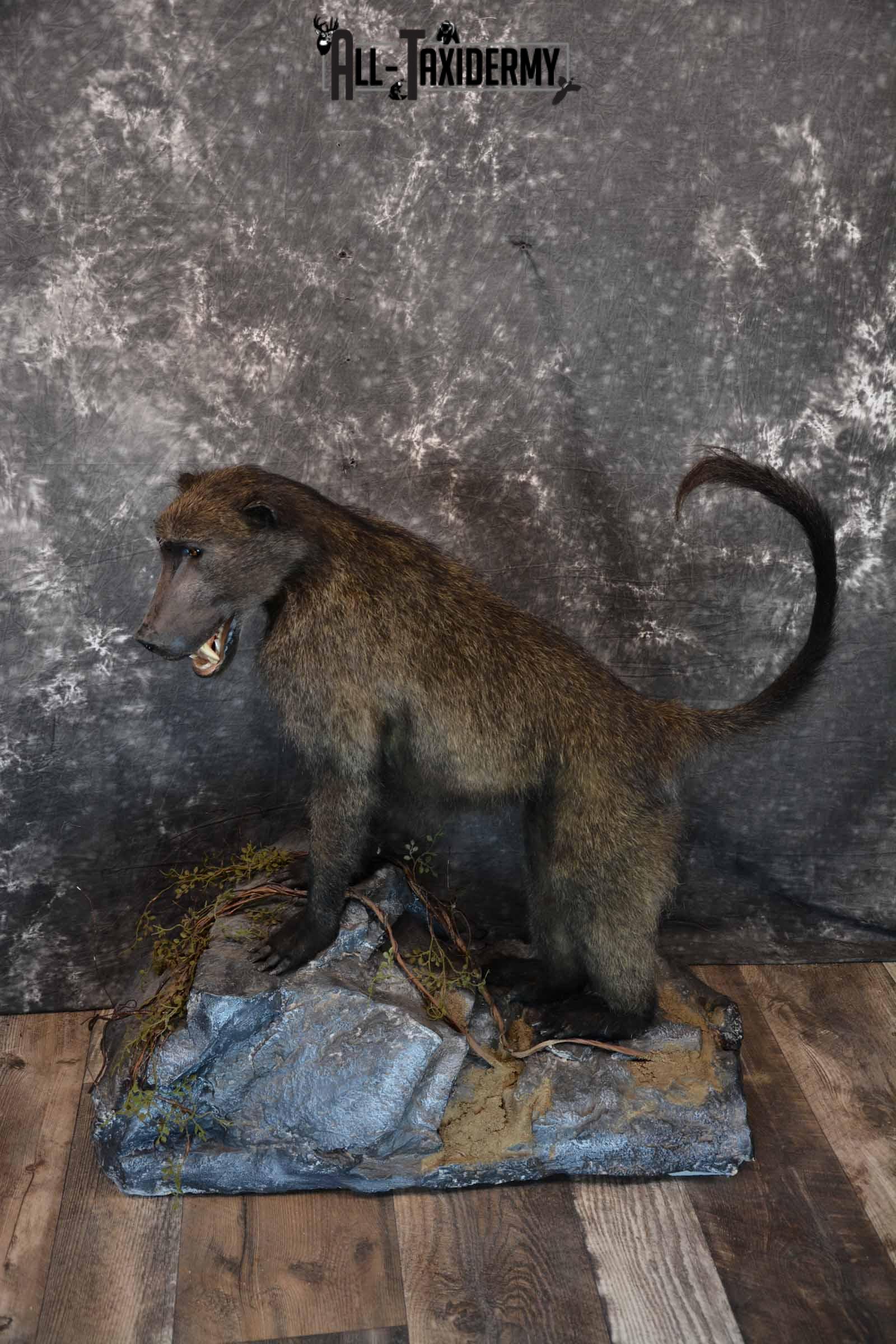 Chacma Baboon Taxidermy Mount for Sale SKU 1296
