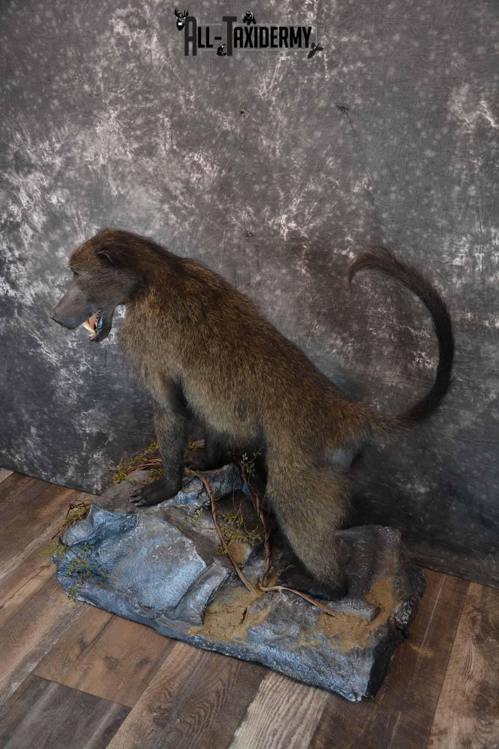 Chacma Baboon Taxidermy Mount for Sale SKU 1296 - Image 2