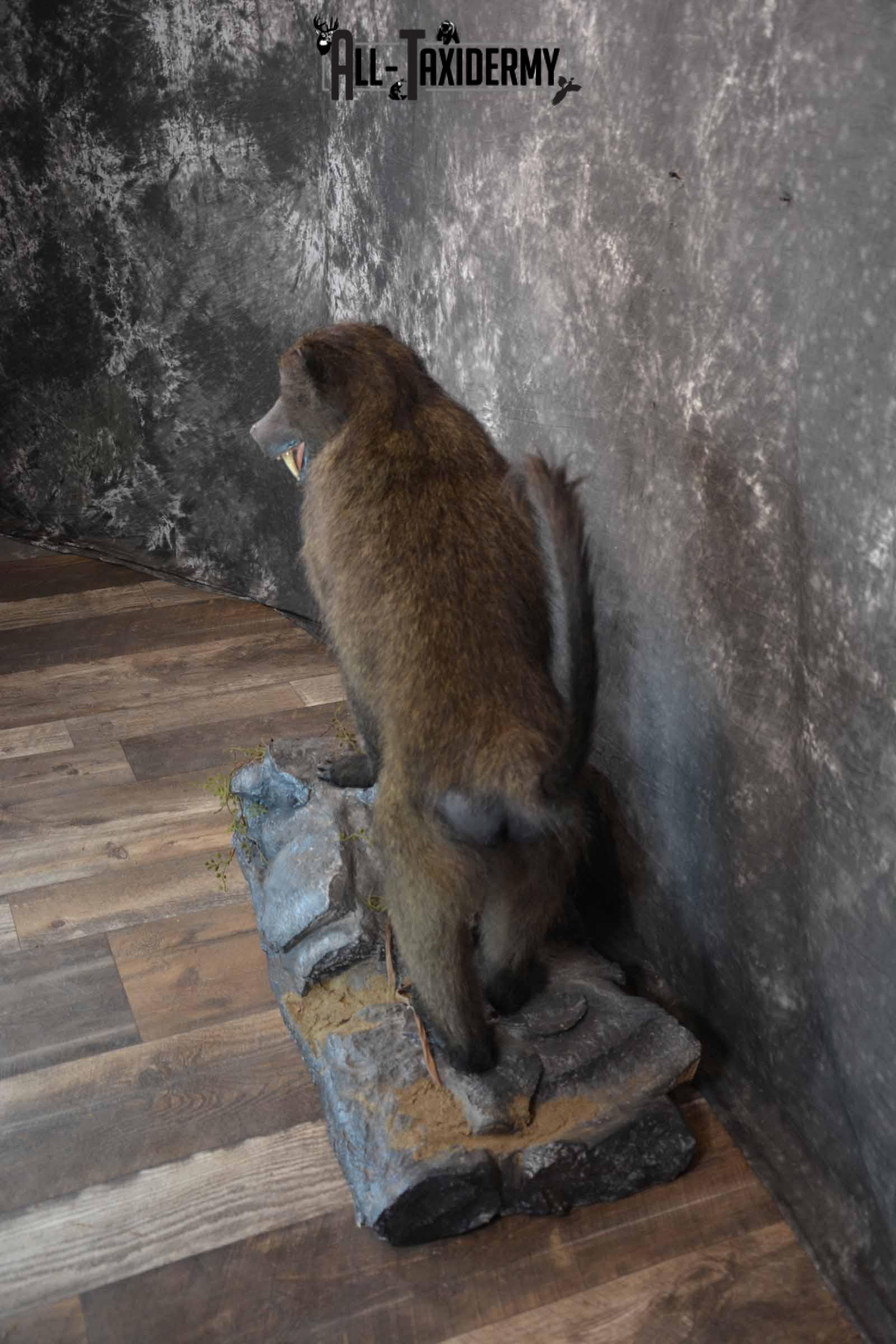 Chacma Baboon Taxidermy Mount for Sale SKU 1296 - Image 3