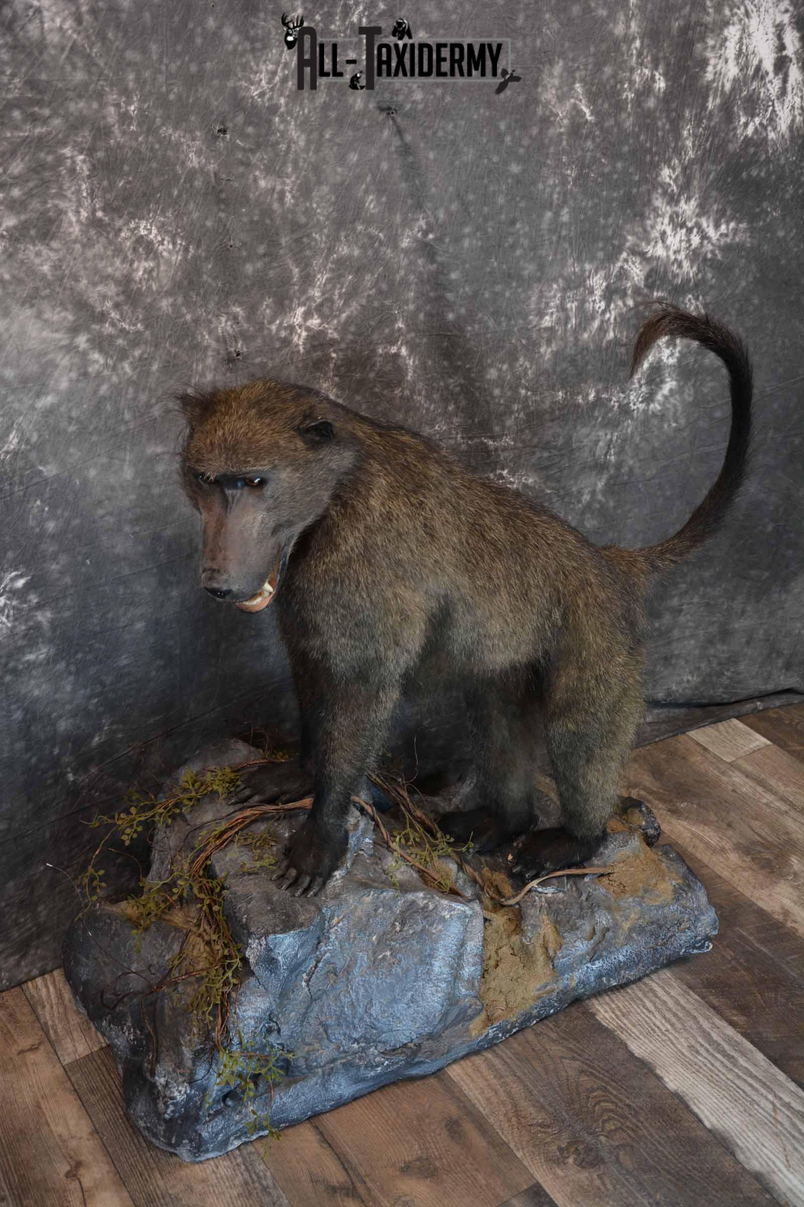 Chacma Baboon Taxidermy Mount for Sale SKU 1296 - Image 4
