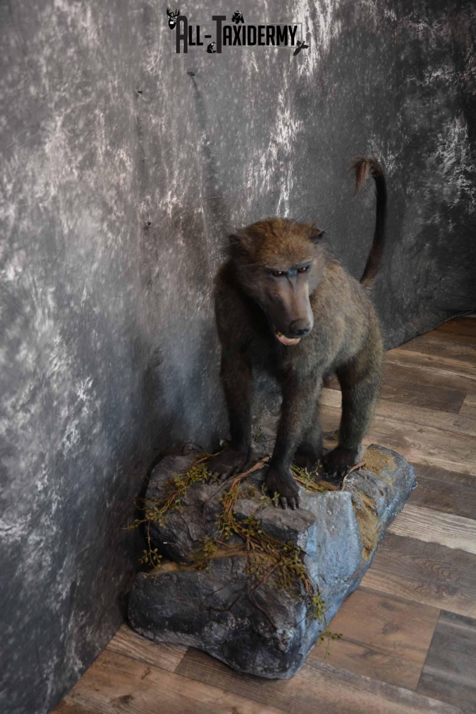 Chacma Baboon Taxidermy Mount for Sale SKU 1296 - Image 5