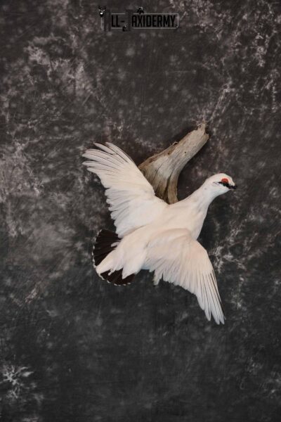 Rock Ptarmigan Taxidermy Mount for Sale SKU 1294