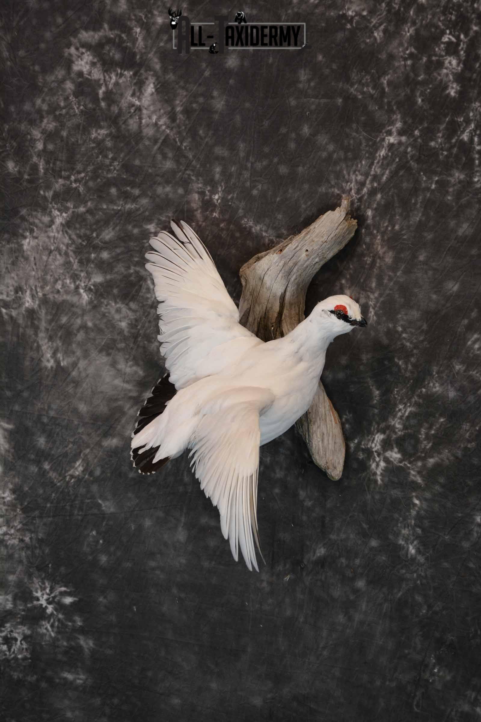 Rock Ptarmigan Taxidermy Mount for Sale SKU 1294 - Image 2