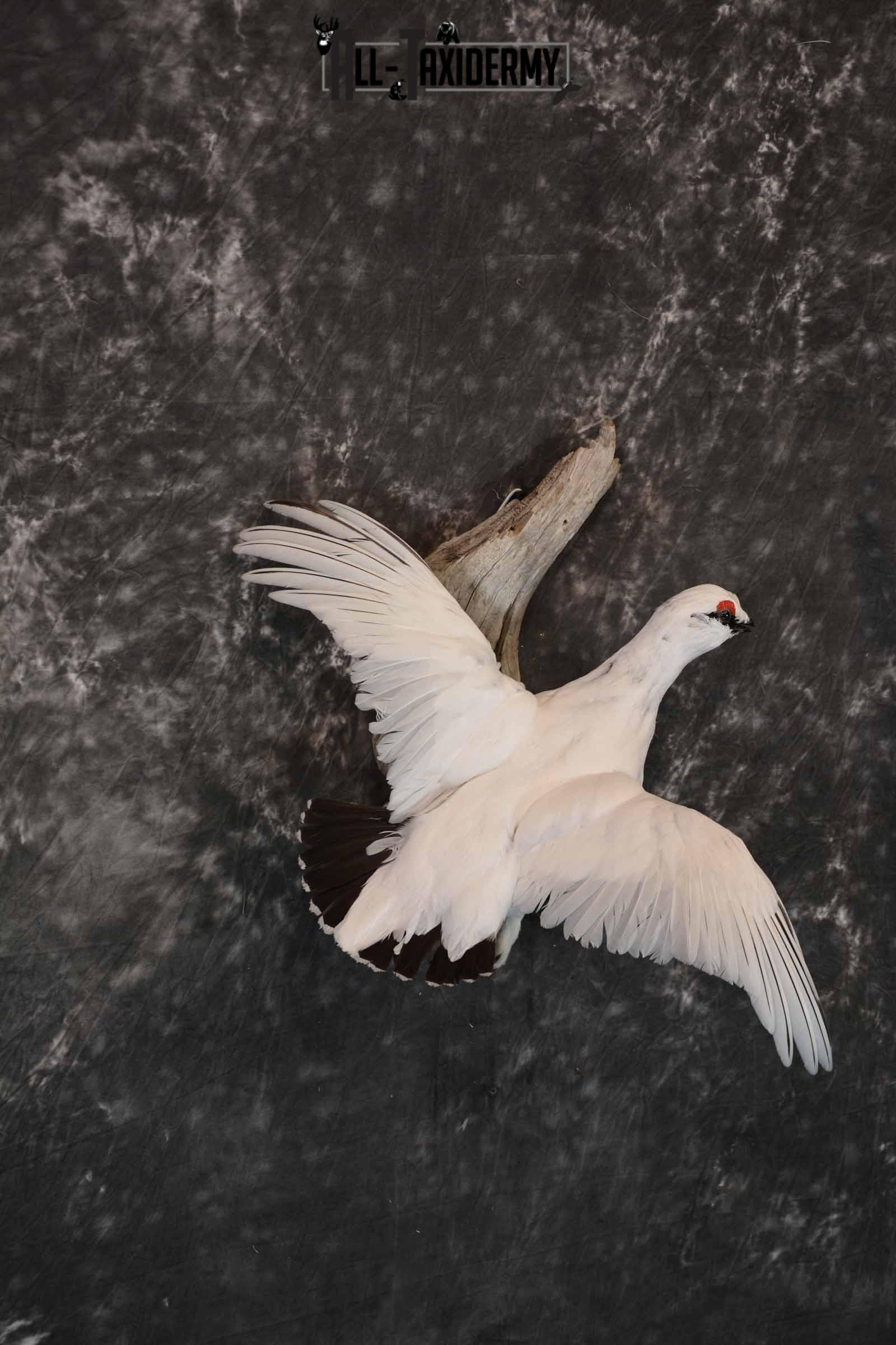 Rock Ptarmigan Taxidermy Mount for Sale SKU 1294 - Image 3