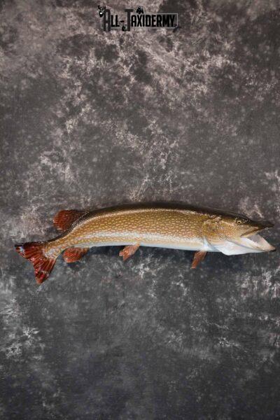 Norther Pike Taxidermy Mount for Sale SKU 1293