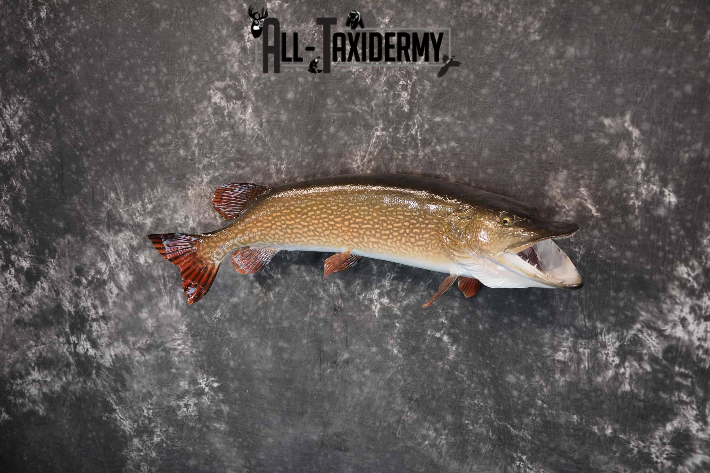 Norther Pike Taxidermy Mount for Sale SKU 1293 - Image 2