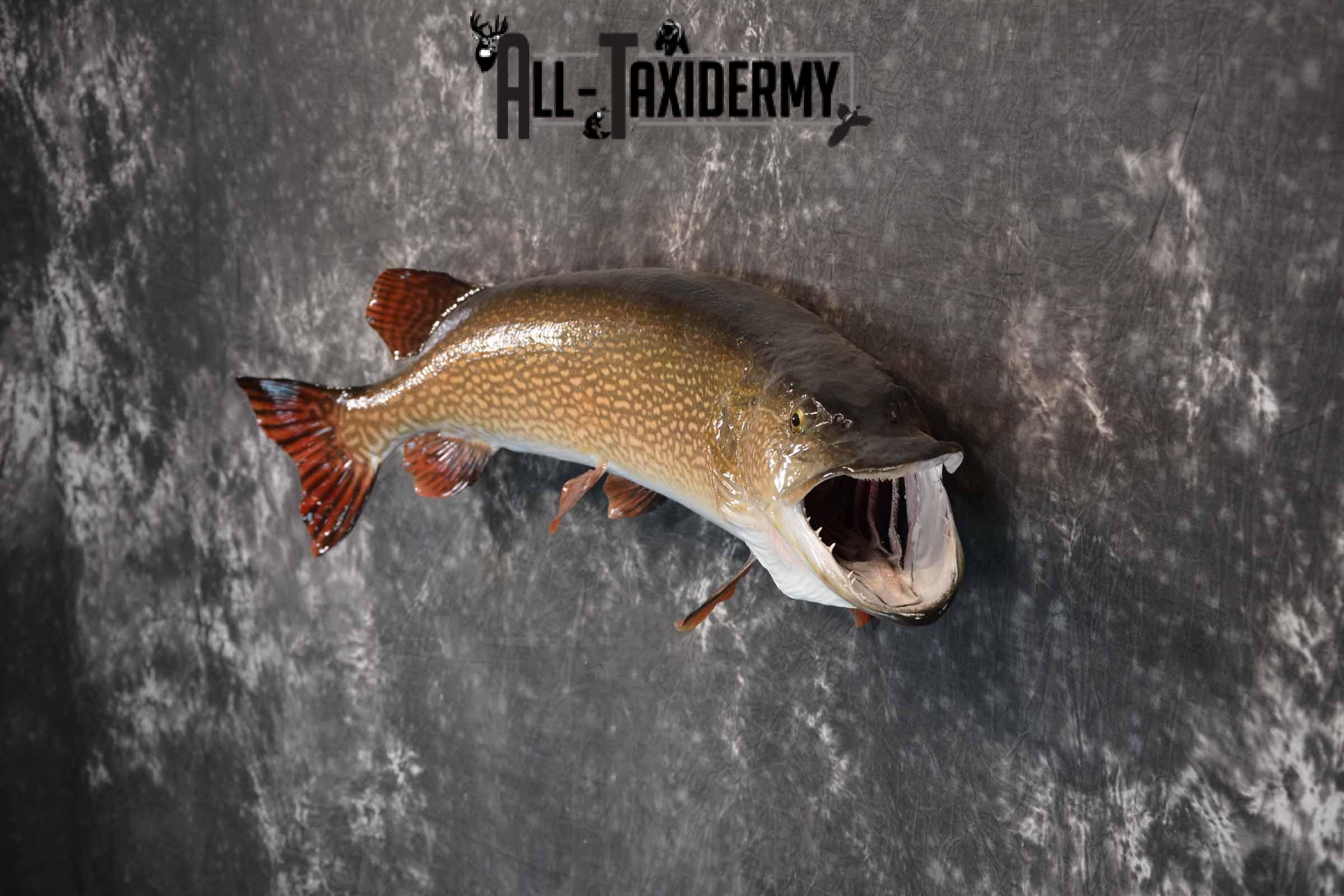 Norther Pike Taxidermy Mount for Sale SKU 1293 - Image 3